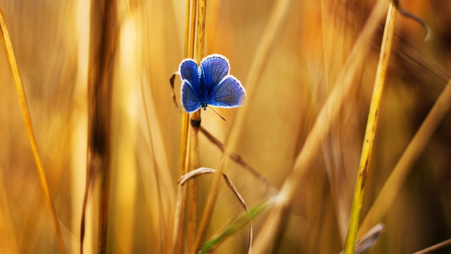 飞行虫类图片
