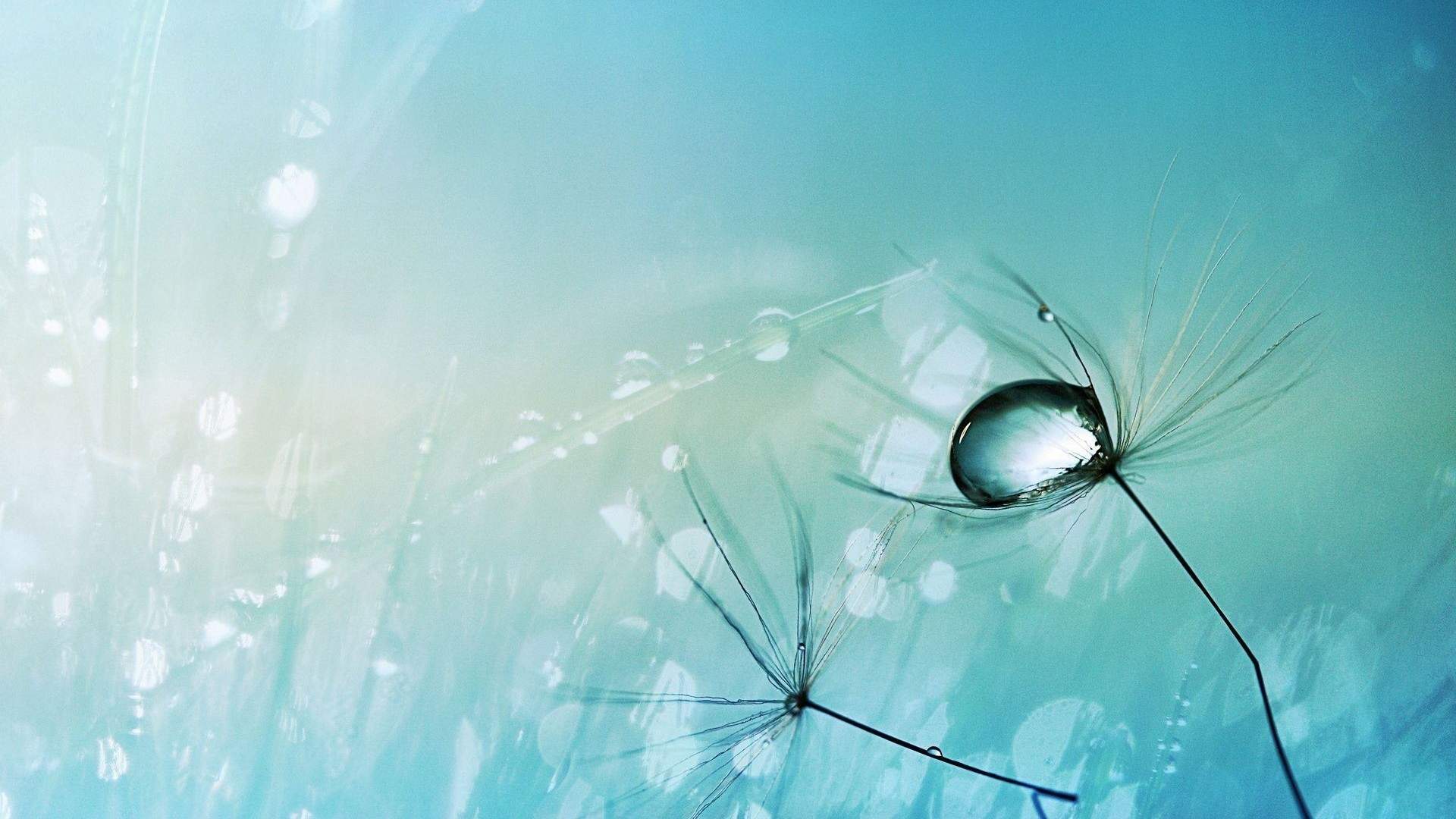 呆萌可爱狗狗图片高清电脑壁纸图片