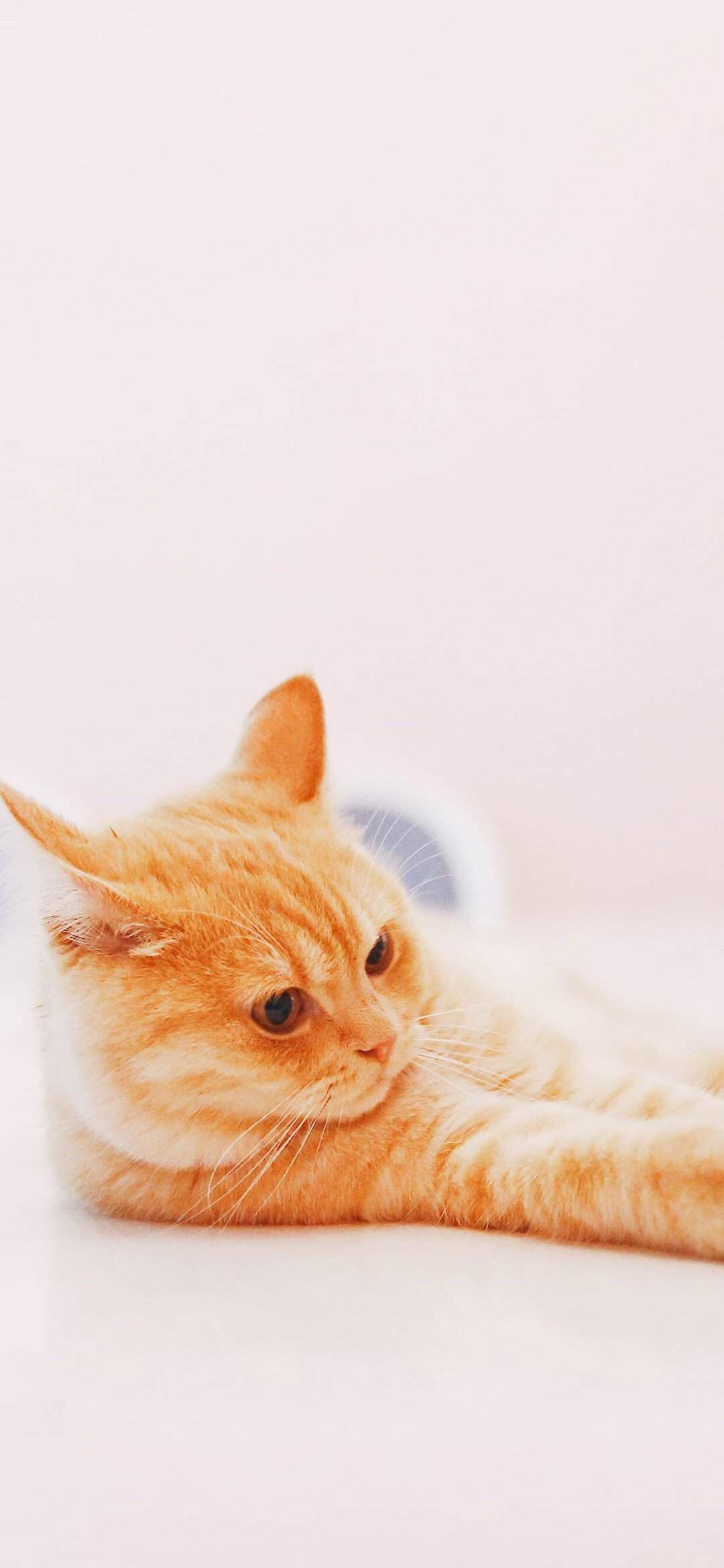 超可爱小猫图片高清手机壁纸图片