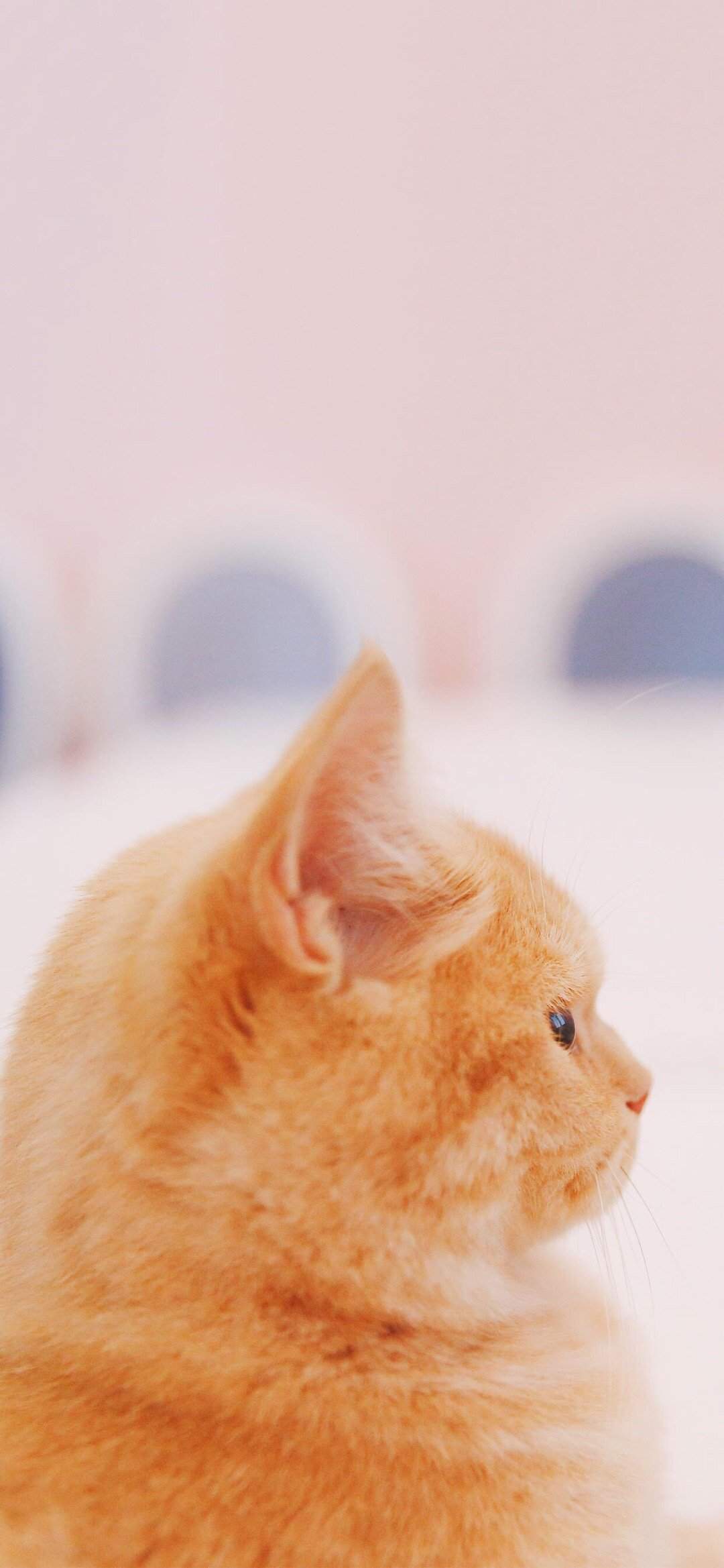 可爱萌宠猫咪图片 卖萌清新的小猫咪头像图片 喵星人头像图片图片