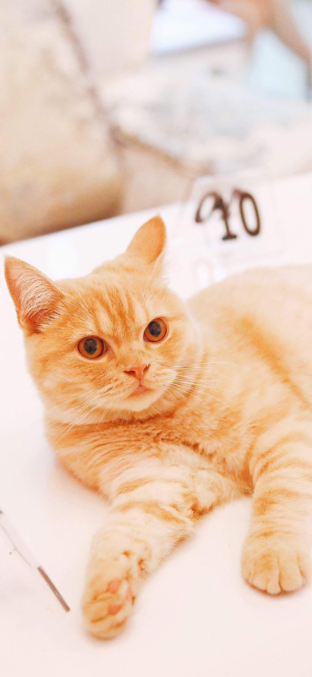 可爱萌宠猫咪图片 卖萌清新的小猫咪头像图片 喵星人头像图片图片