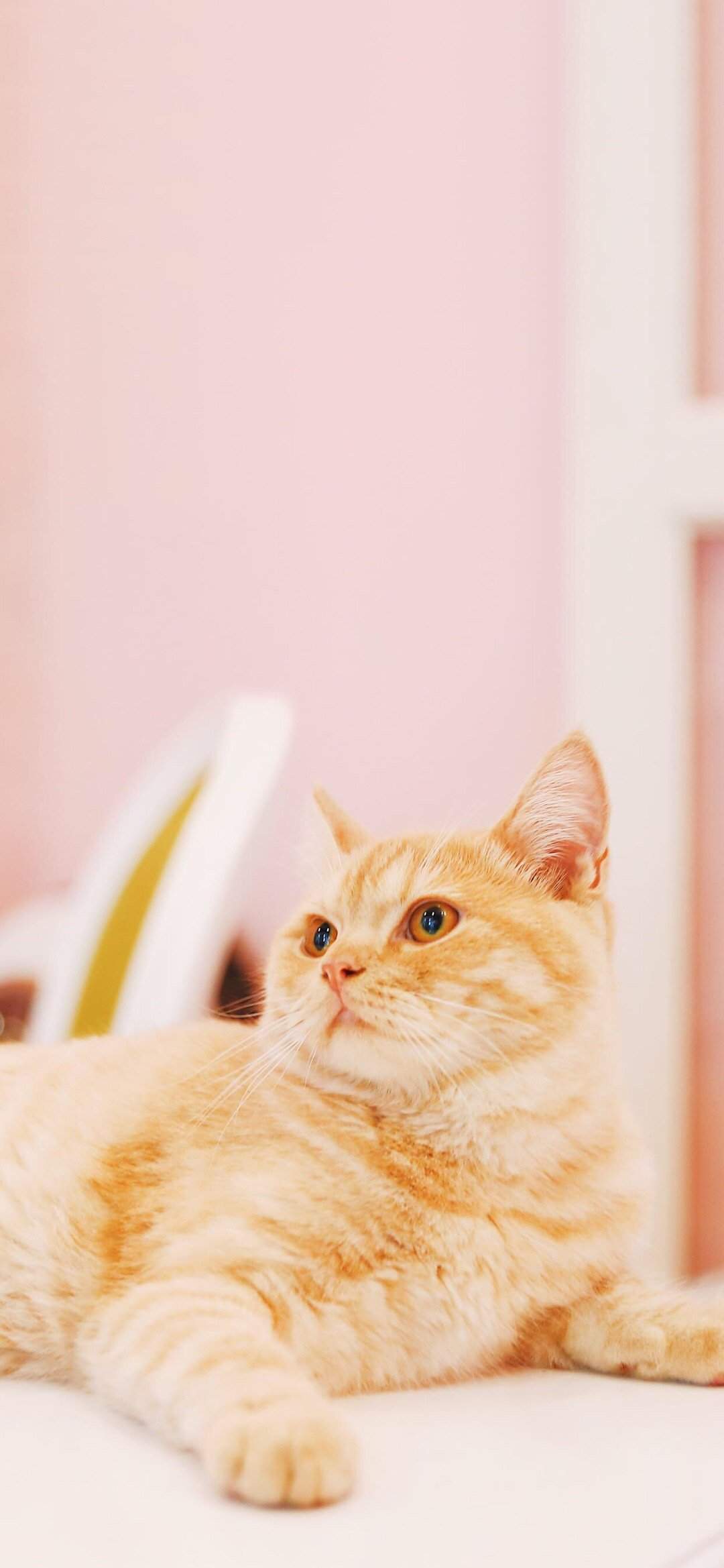 可爱萌宠猫咪图片 卖萌清新的小猫咪头像图片 喵星人头像图片图片