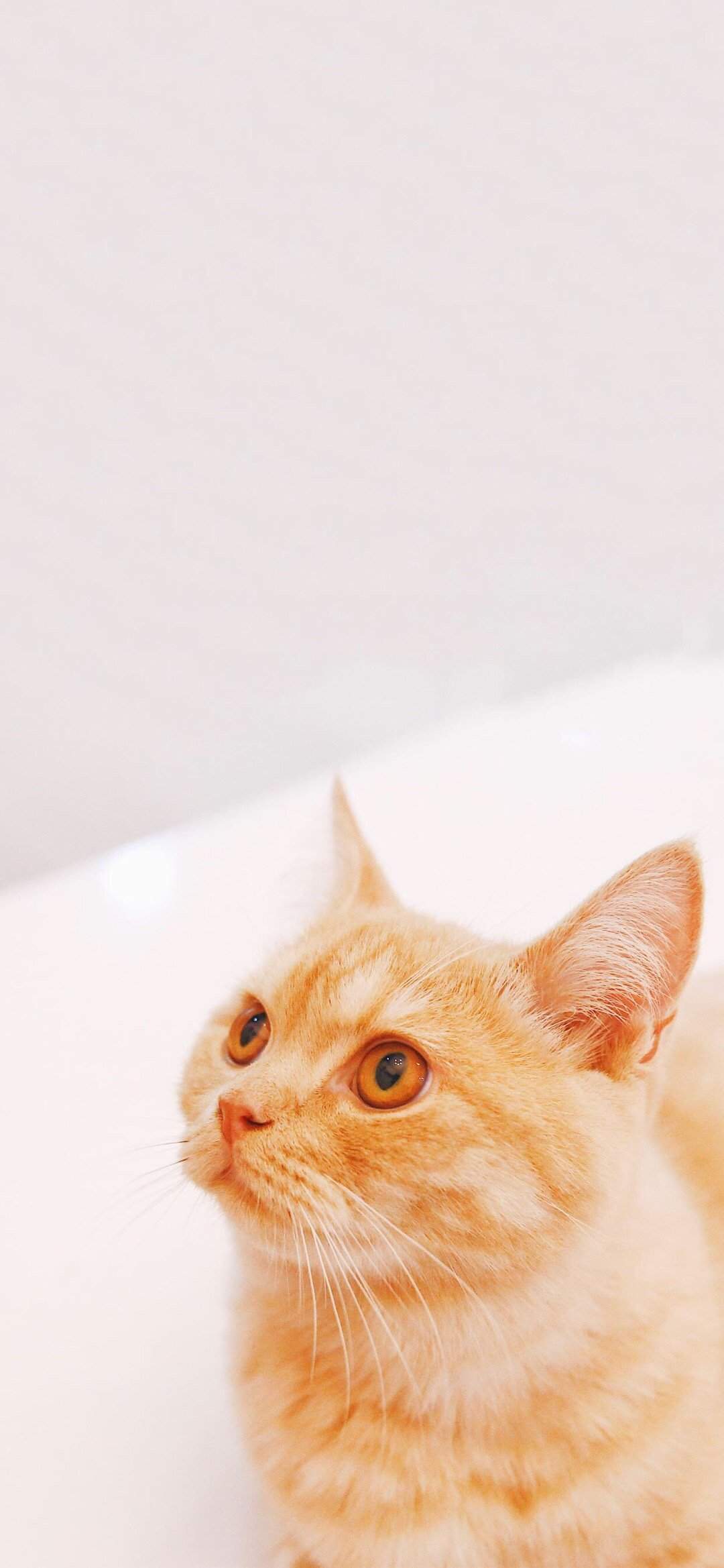 可爱萌宠猫咪图片 卖萌清新的小猫咪头像图片 喵星人头像图片图片