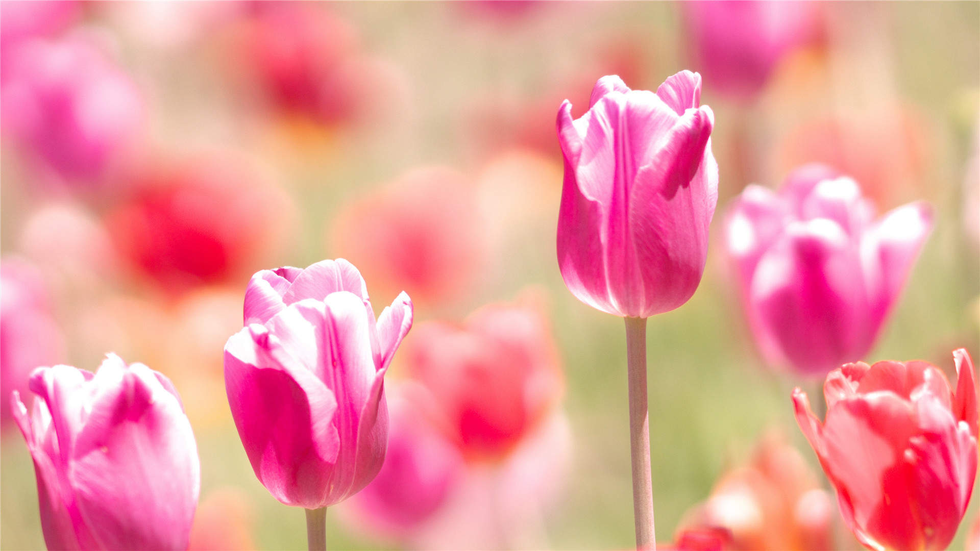 清新唯美郁金香花卉桌面壁纸图片