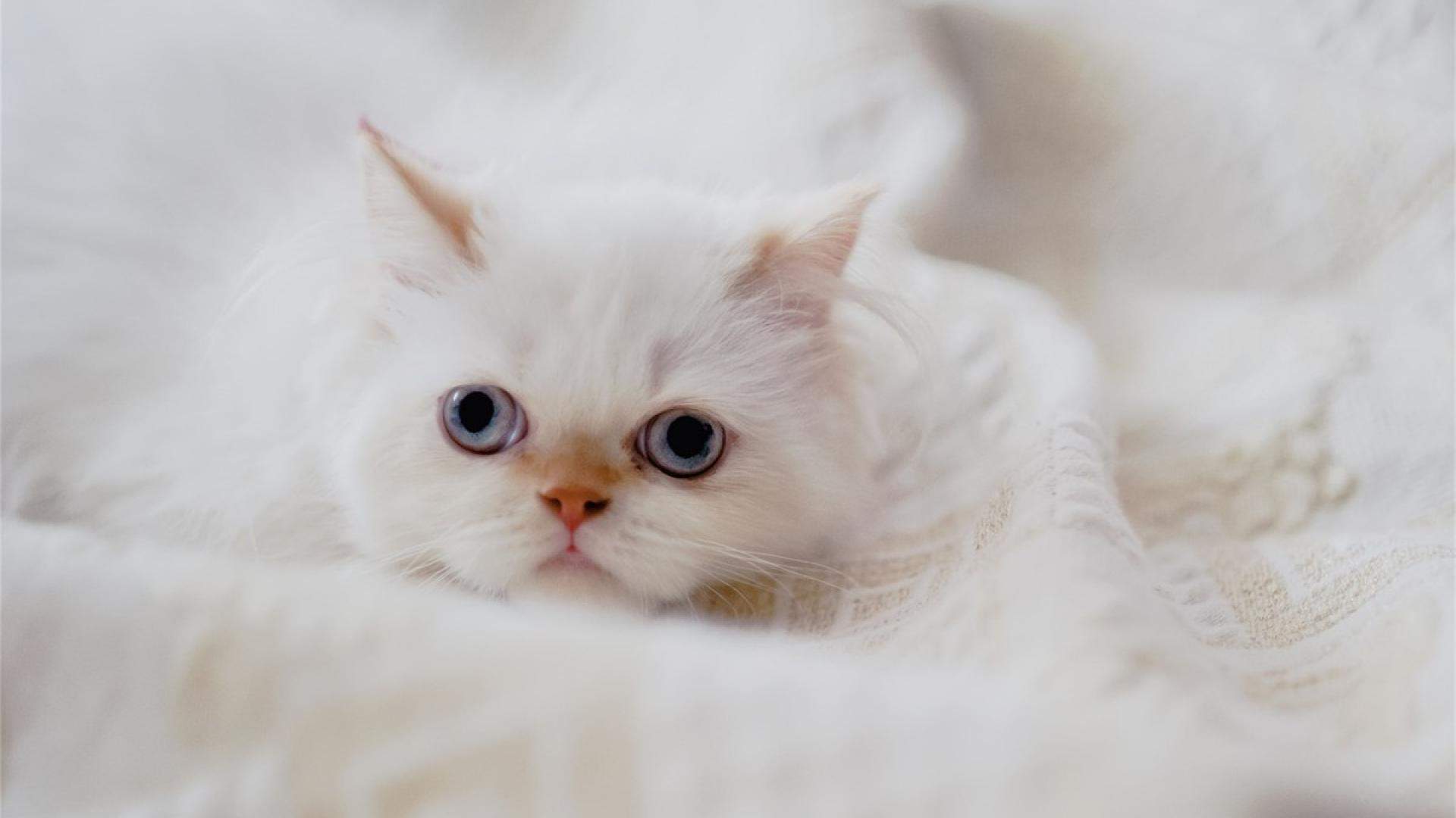 超可爱小猫图片高清手机壁纸图片