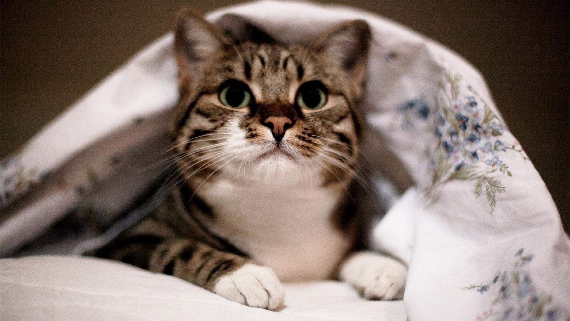小猫图片
