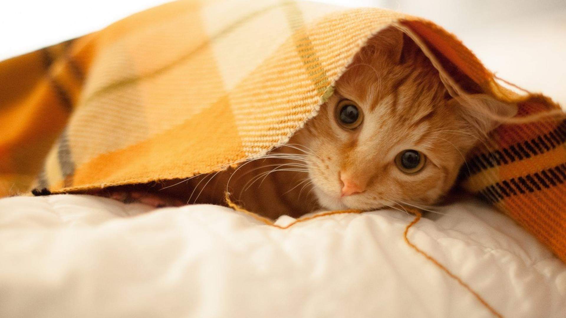 小猫图片