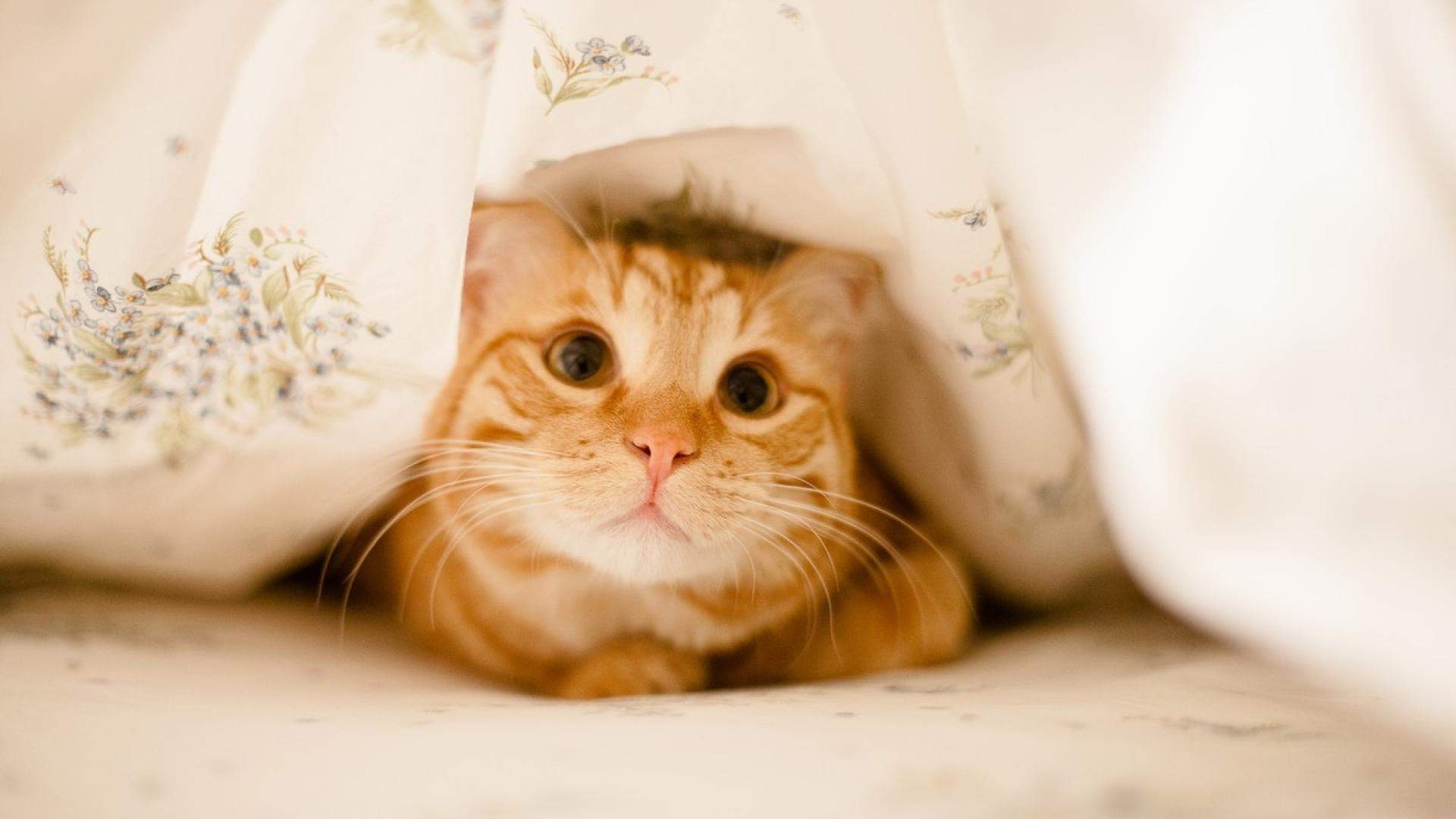 超可爱小猫图片高清手机壁纸图片