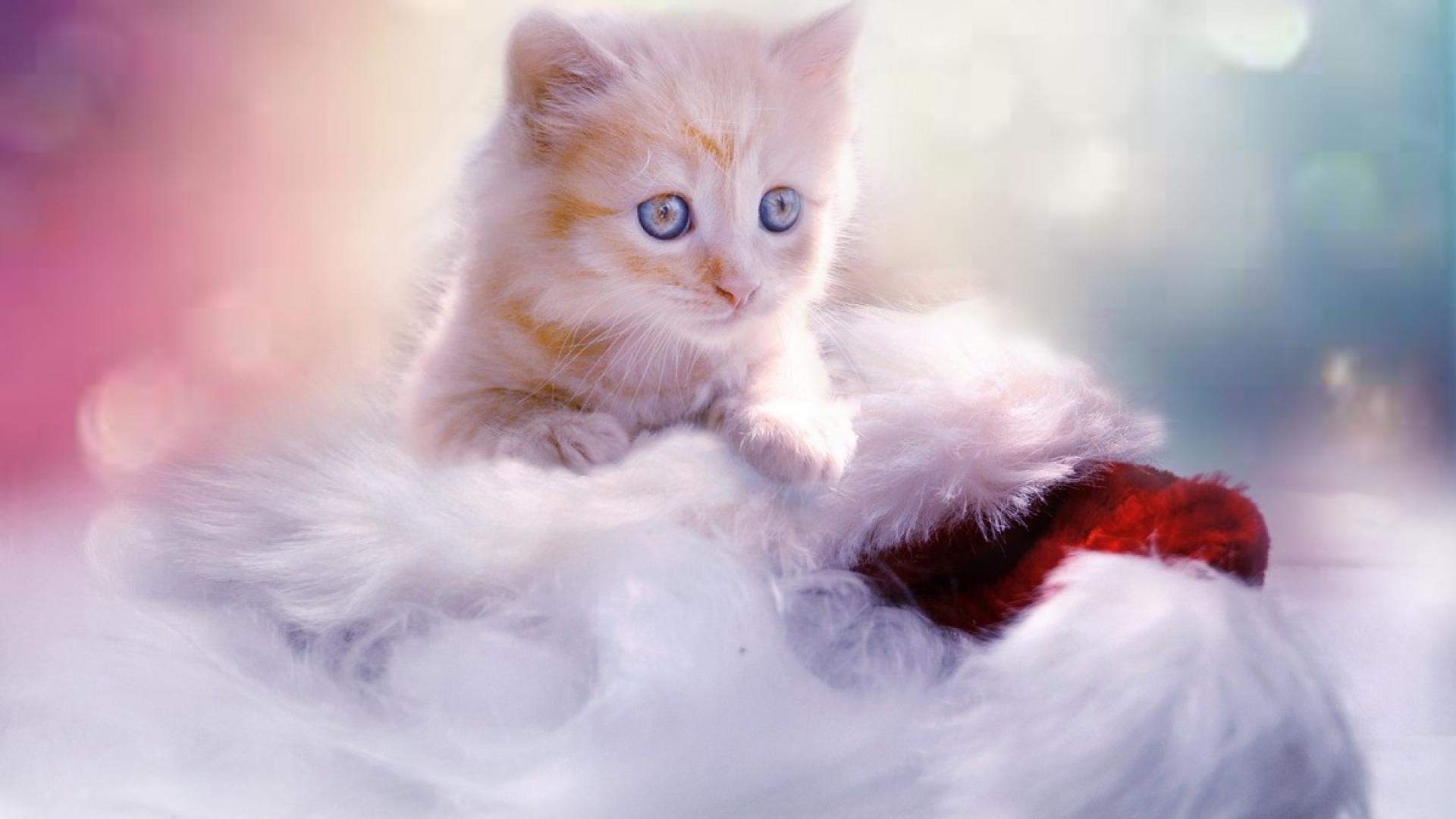 小猫图片