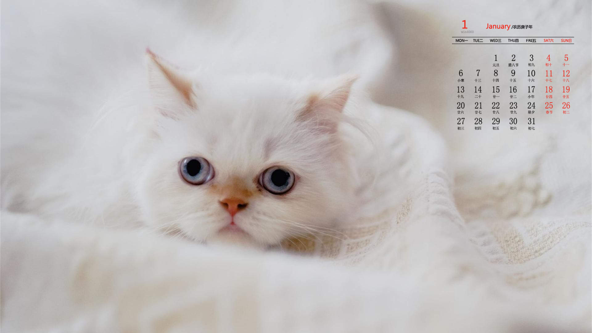超可爱小猫图片高清手机壁纸图片