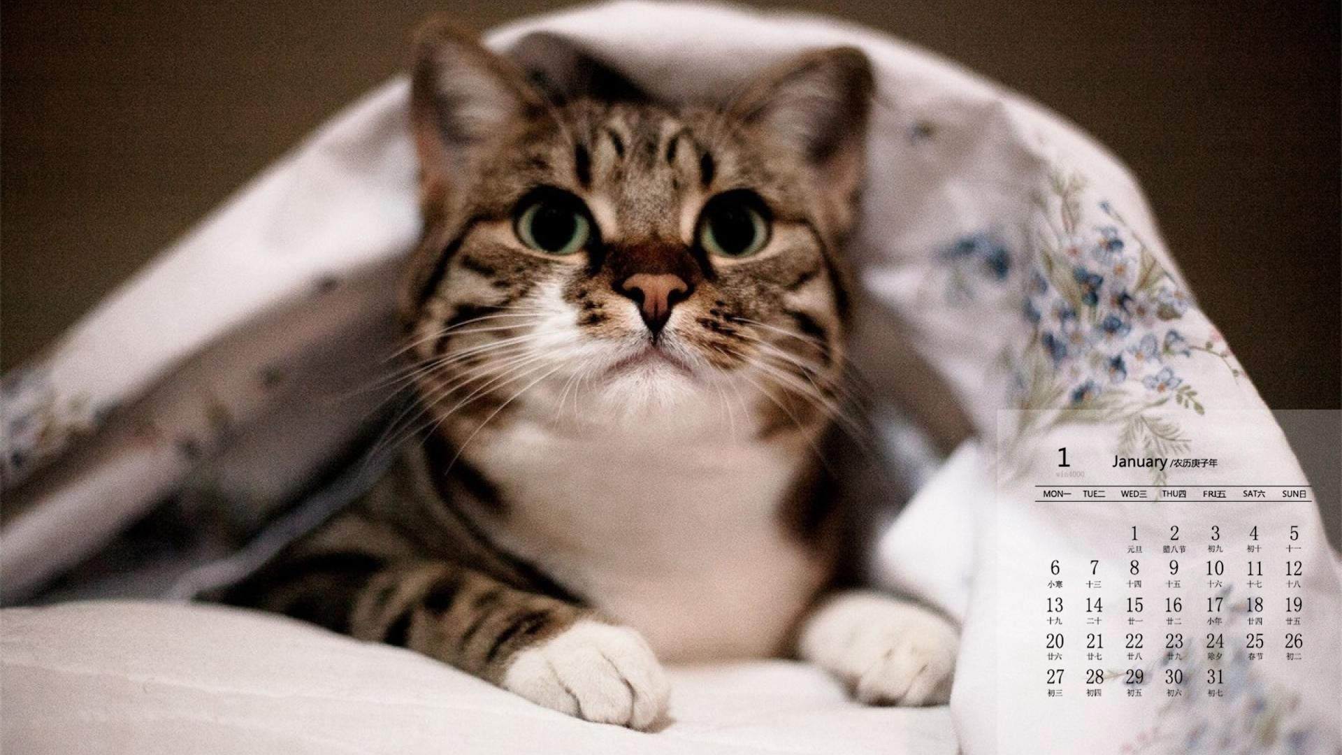 超可爱小猫图片高清手机壁纸图片