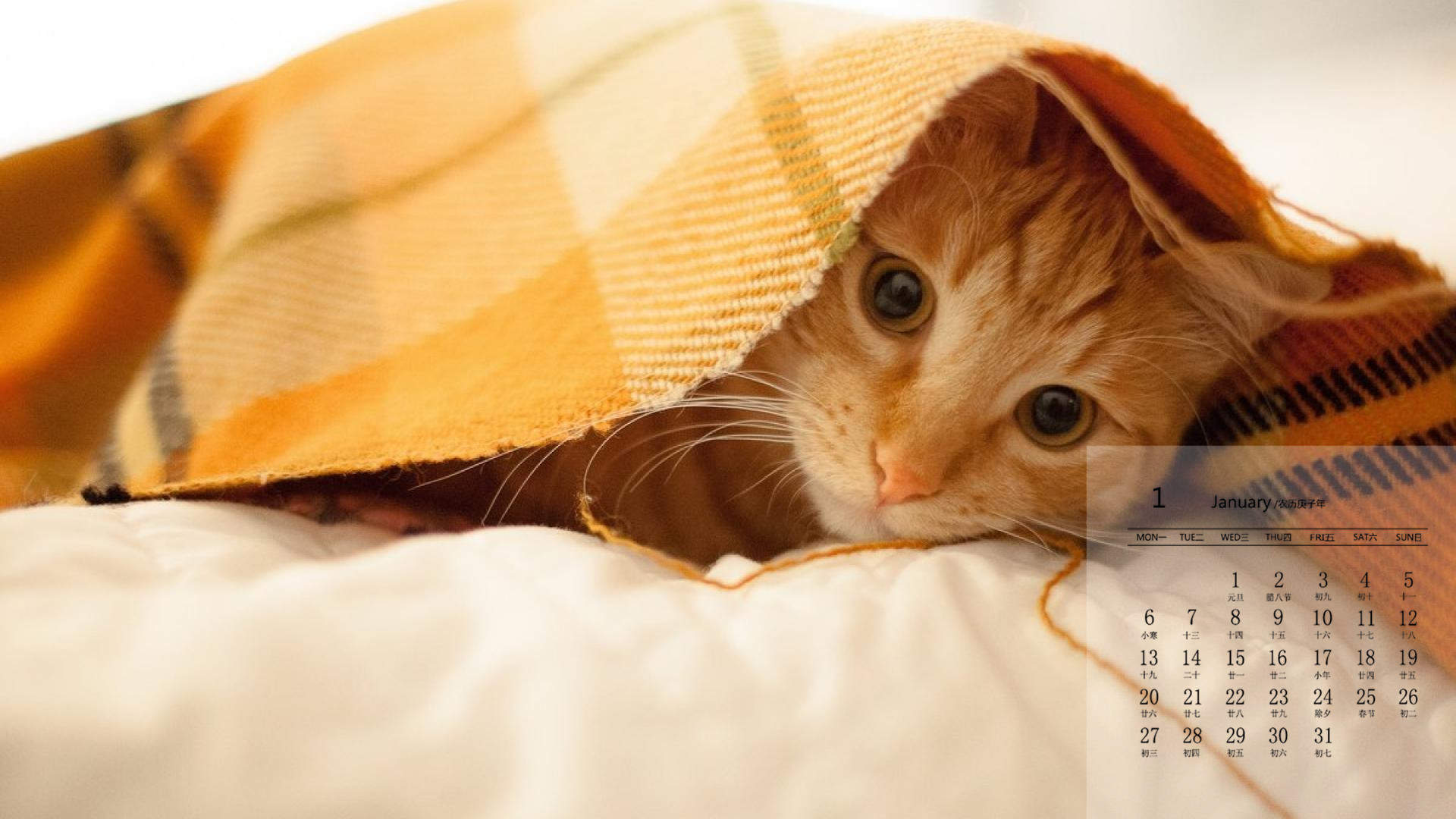 可爱萌宠猫咪图片 卖萌清新的小猫咪头像图片 喵星人头像图片图片
