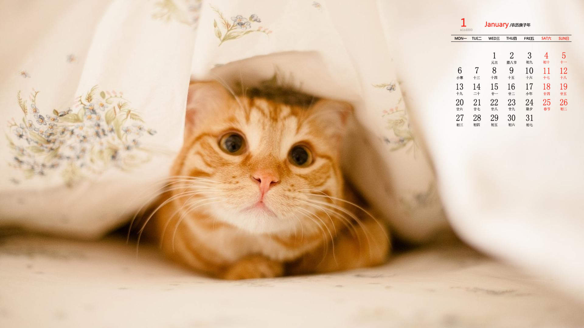 可爱萌宠猫咪图片 卖萌清新的小猫咪头像图片 喵星人头像图片图片