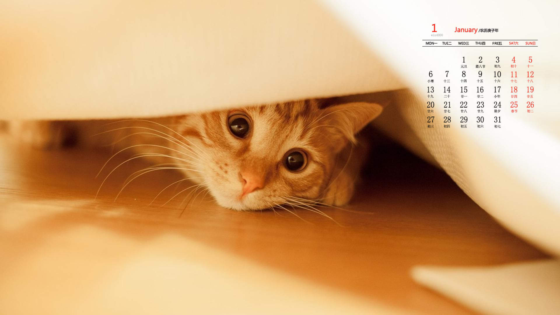可爱萌宠猫咪图片 卖萌清新的小猫咪头像图片 喵星人头像图片图片