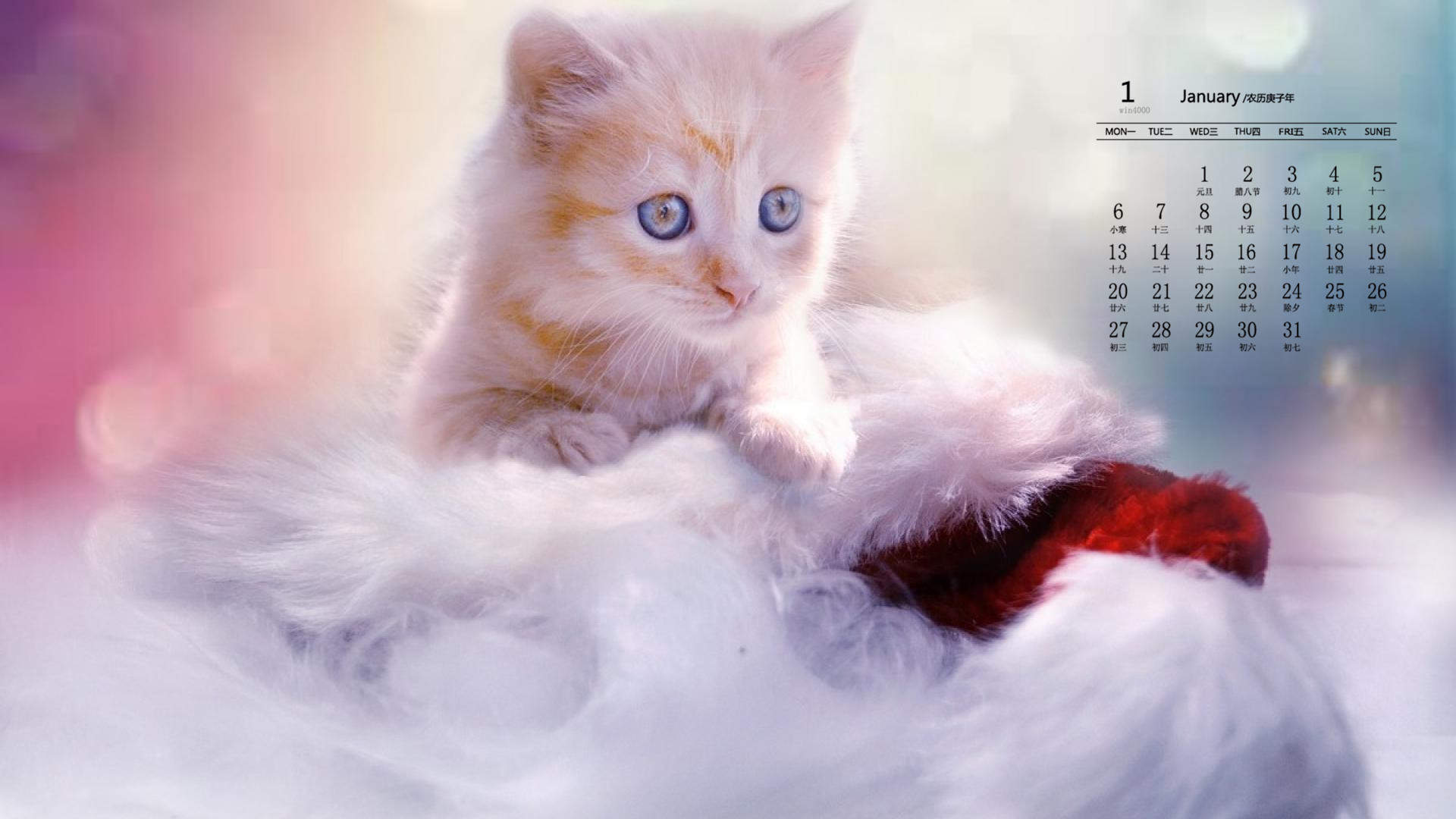 可爱萌宠猫咪图片 卖萌清新的小猫咪头像图片 喵星人头像图片图片