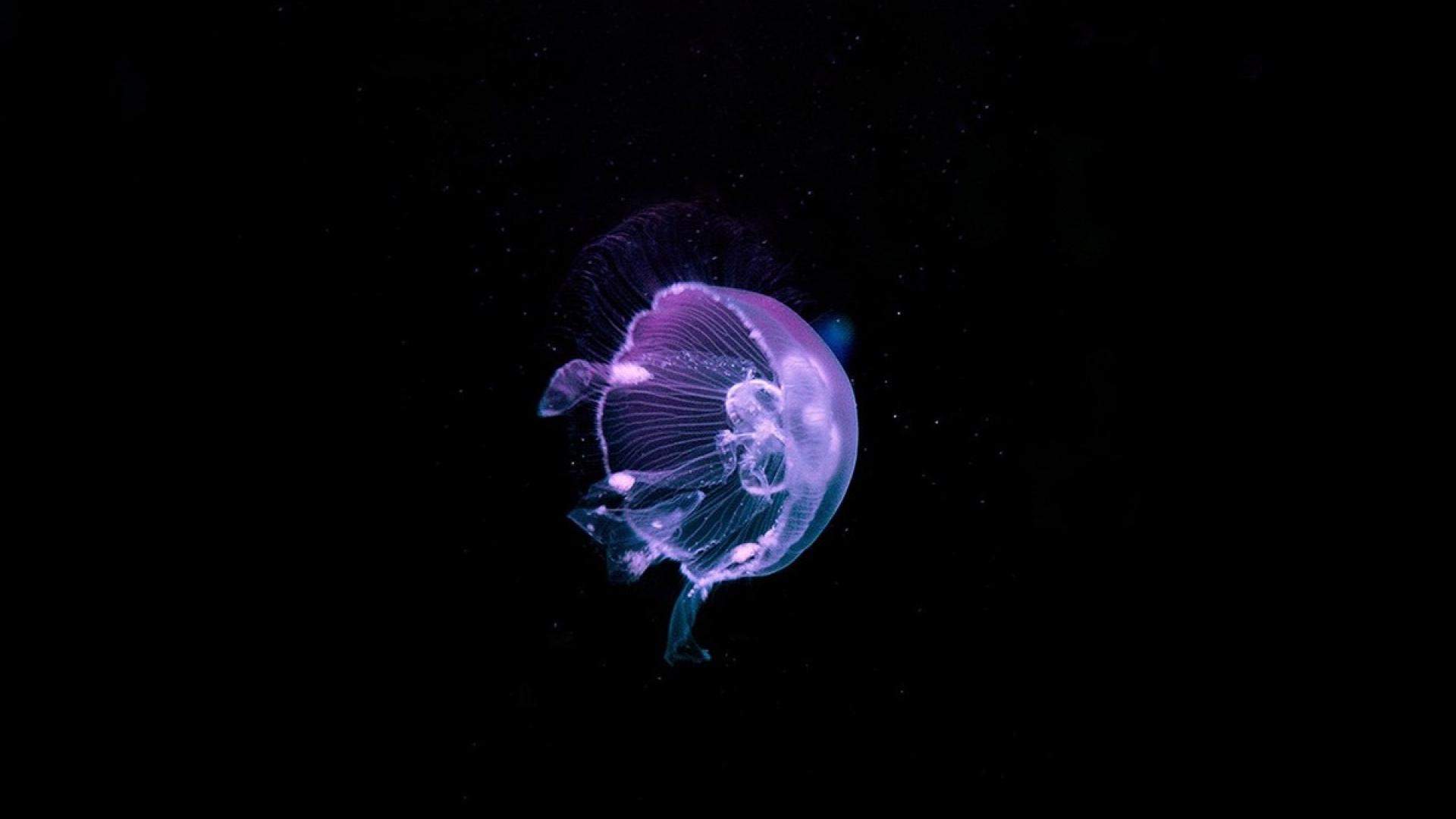 奇妙的海洋水母高清桌面壁纸图片