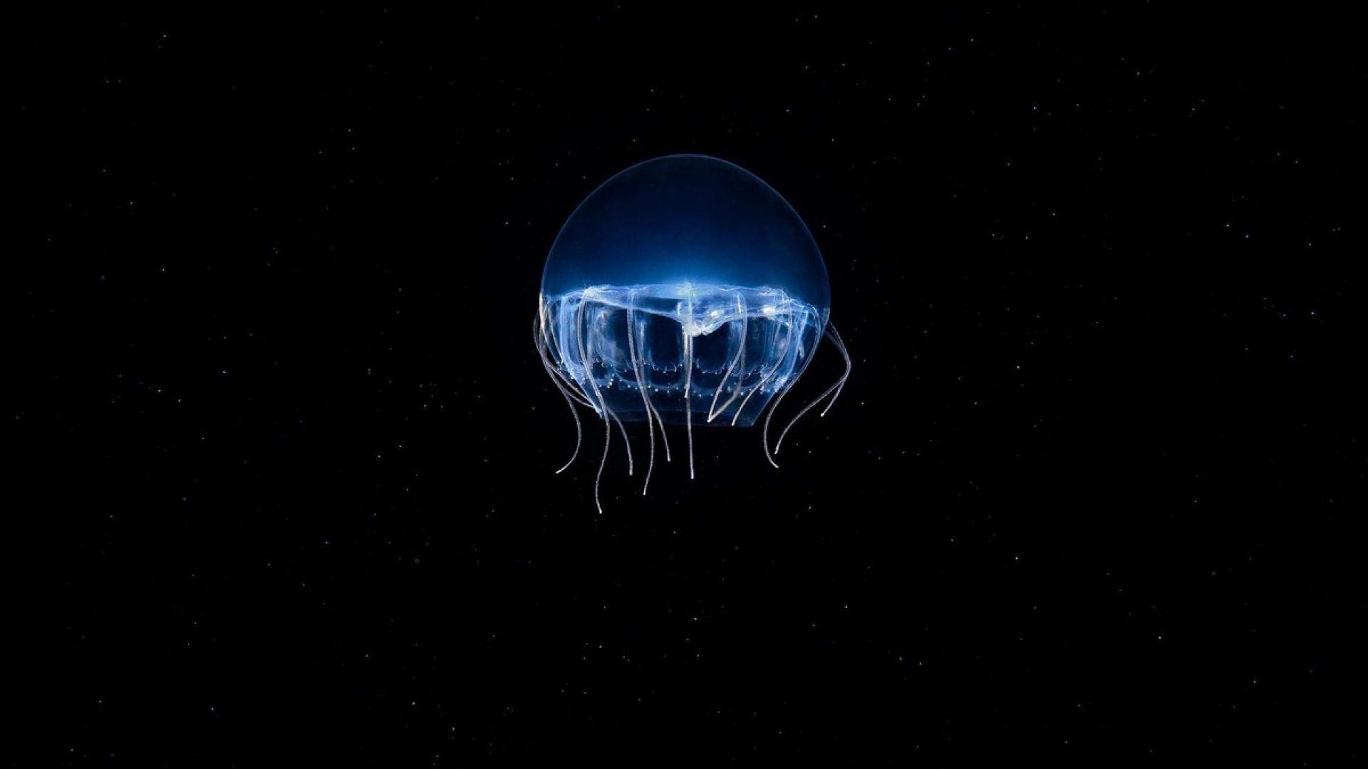 奇妙的海洋水母高清桌面壁纸图片