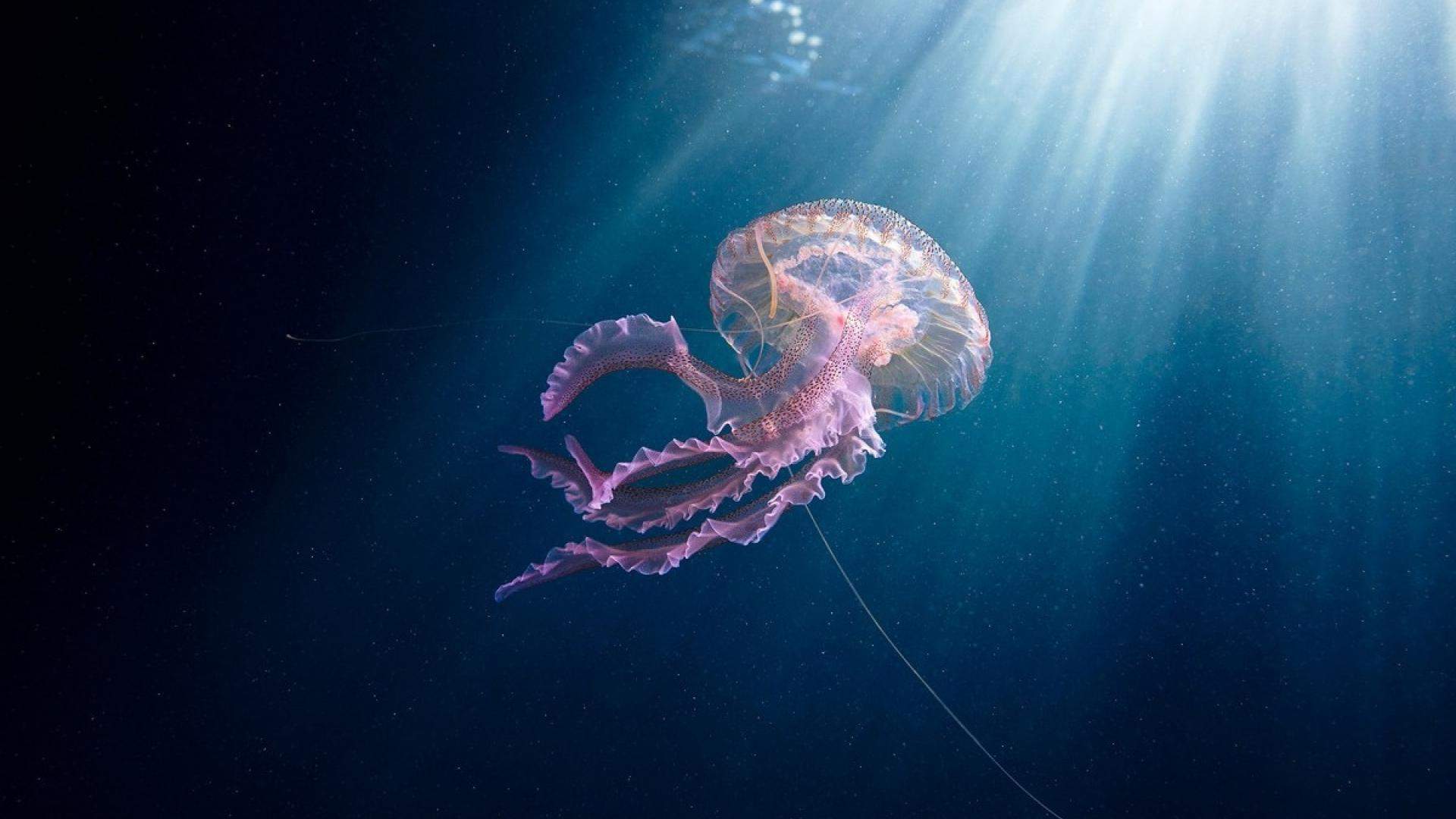 海洋生物图片