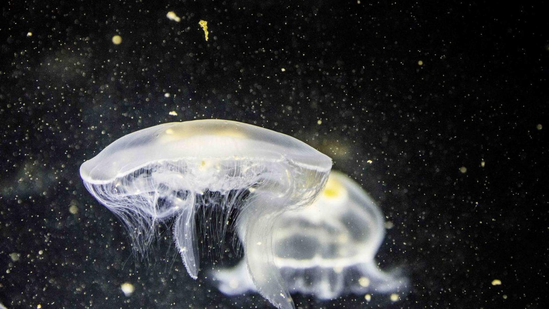 奇妙的海洋水母高清桌面壁纸图片