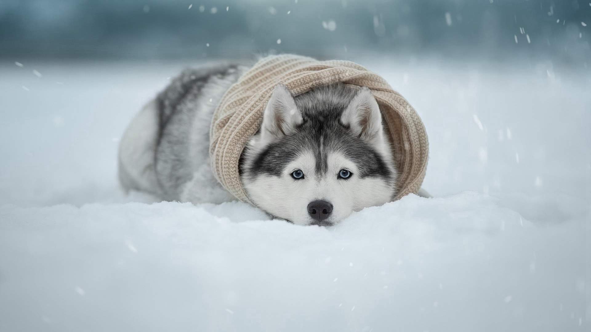 宁心露脐装雪景自拍图片图片