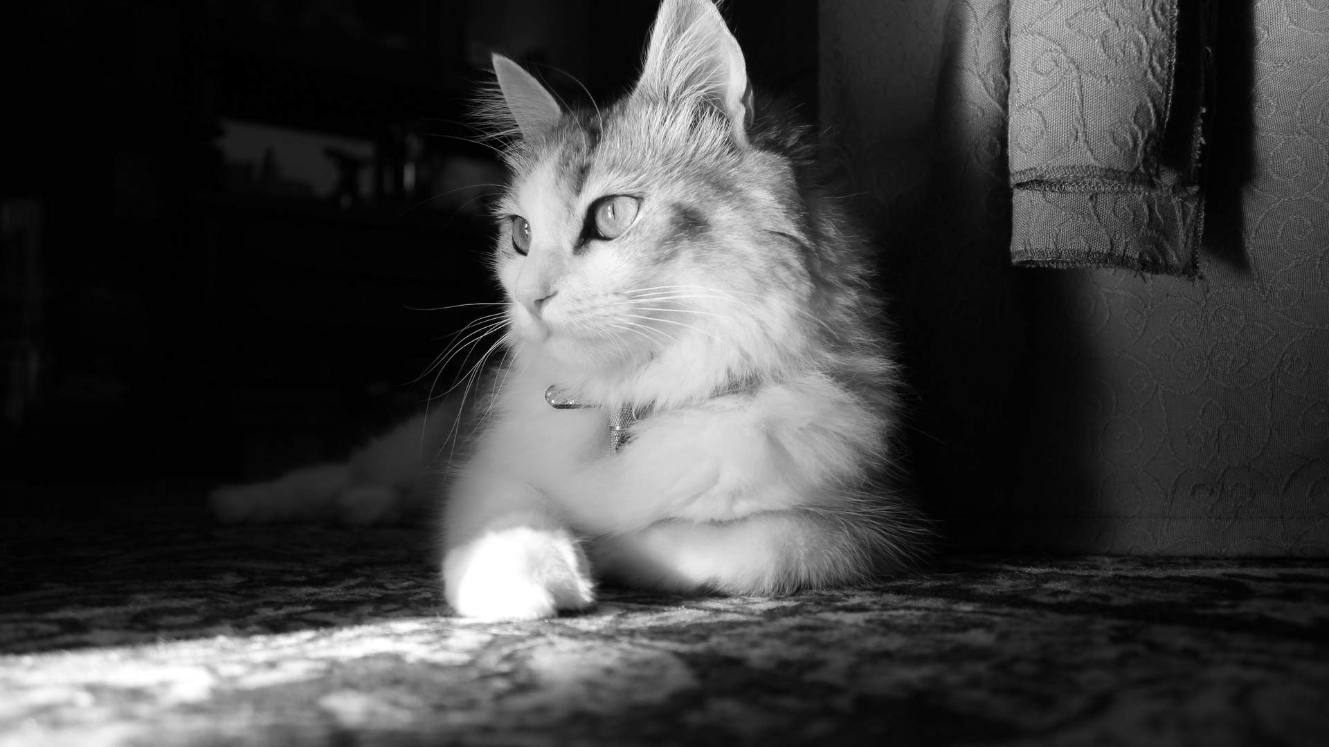 可爱猫咪图片图片