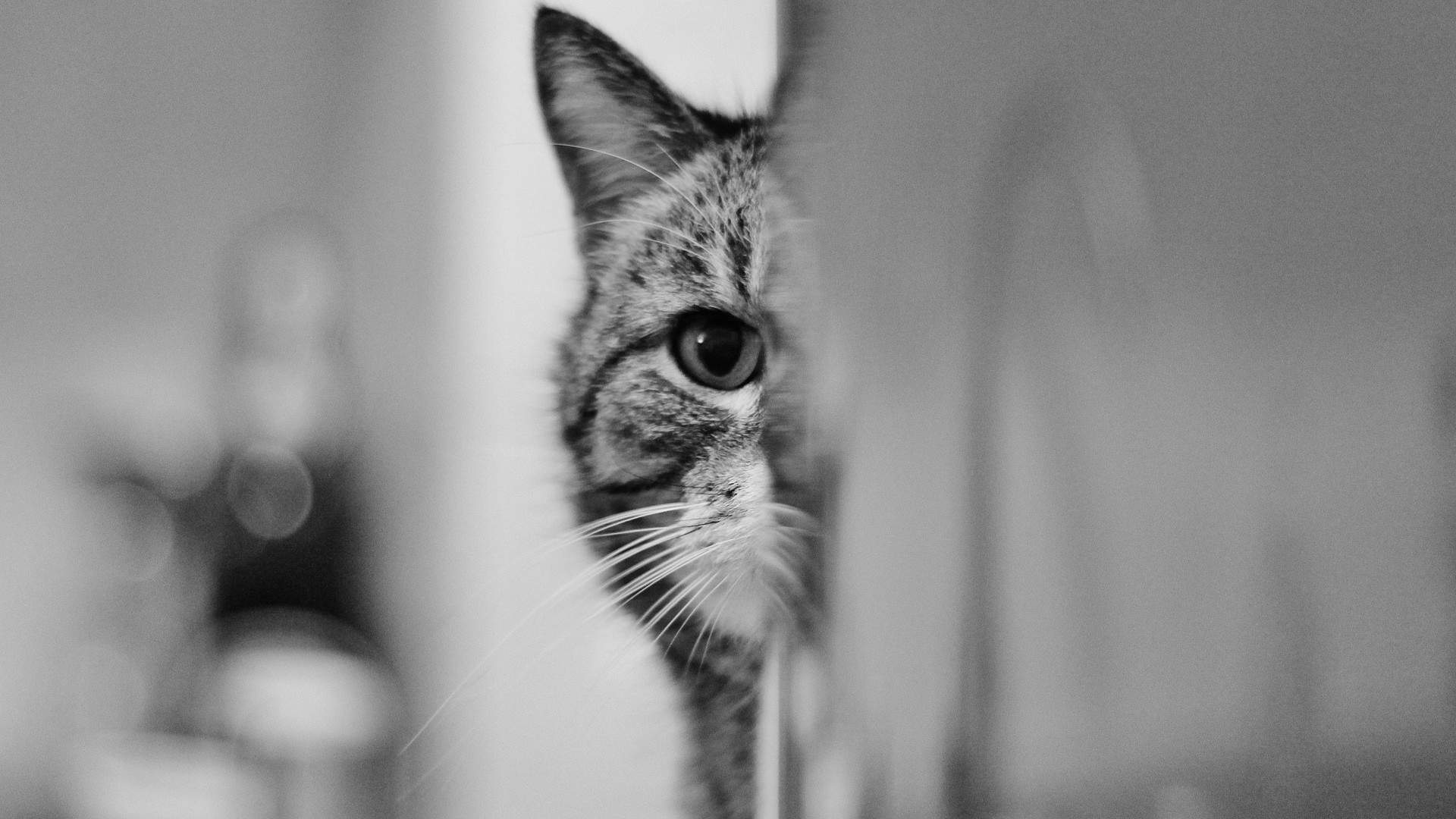 可爱猫咪图片图片