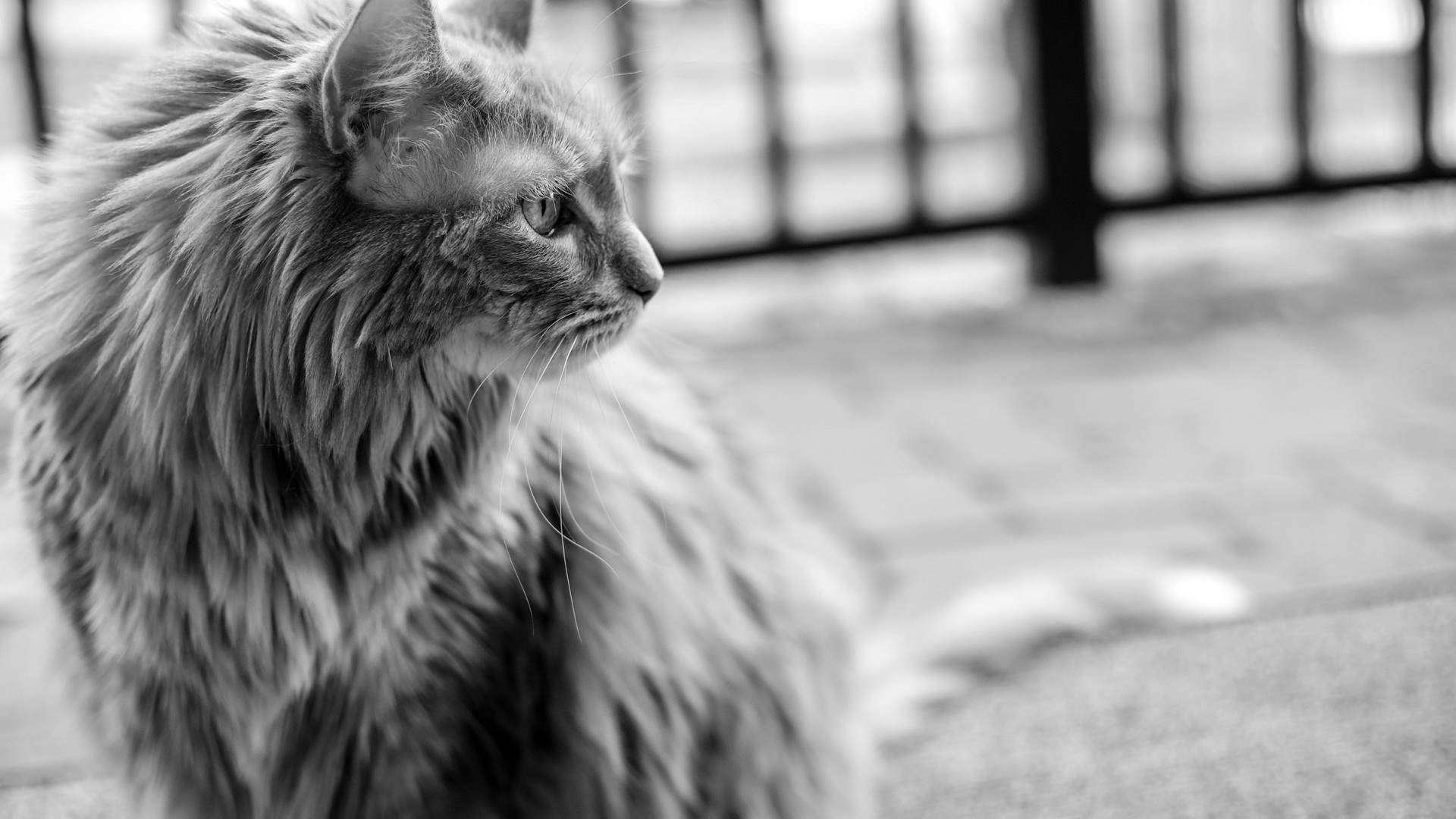 呆萌可爱猫咪图片桌面壁纸图片