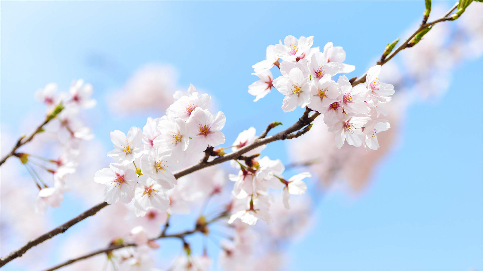 2019年4月春日唯美樱花高清日历壁纸图片