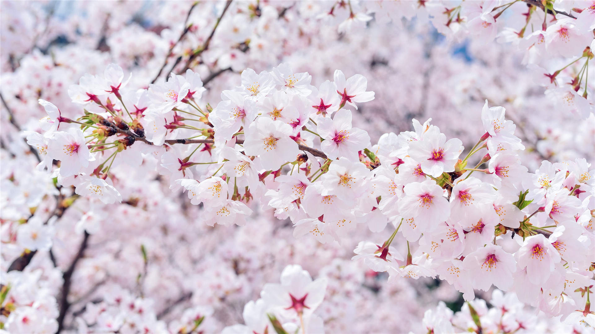 2019年4月春日唯美樱花高清日历壁纸图片