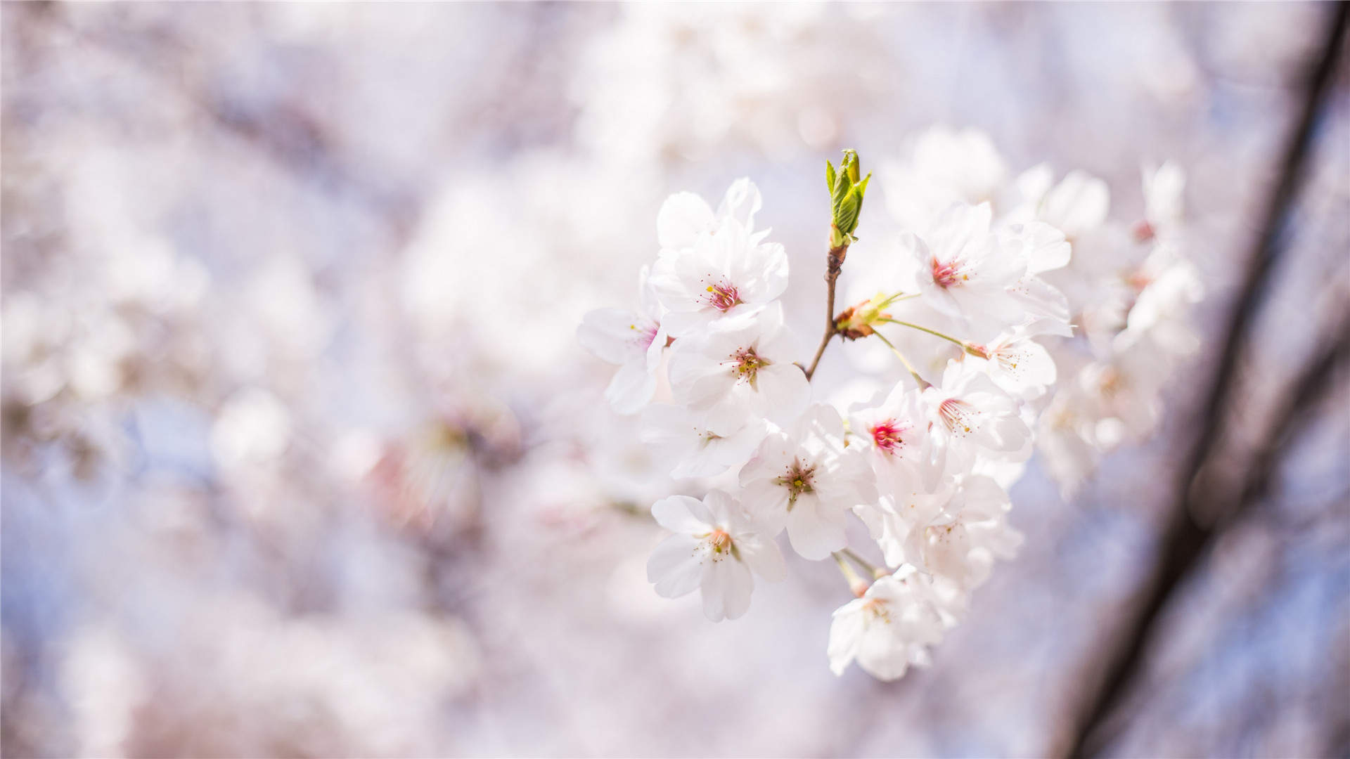 2019年4月春日唯美樱花高清日历壁纸图片