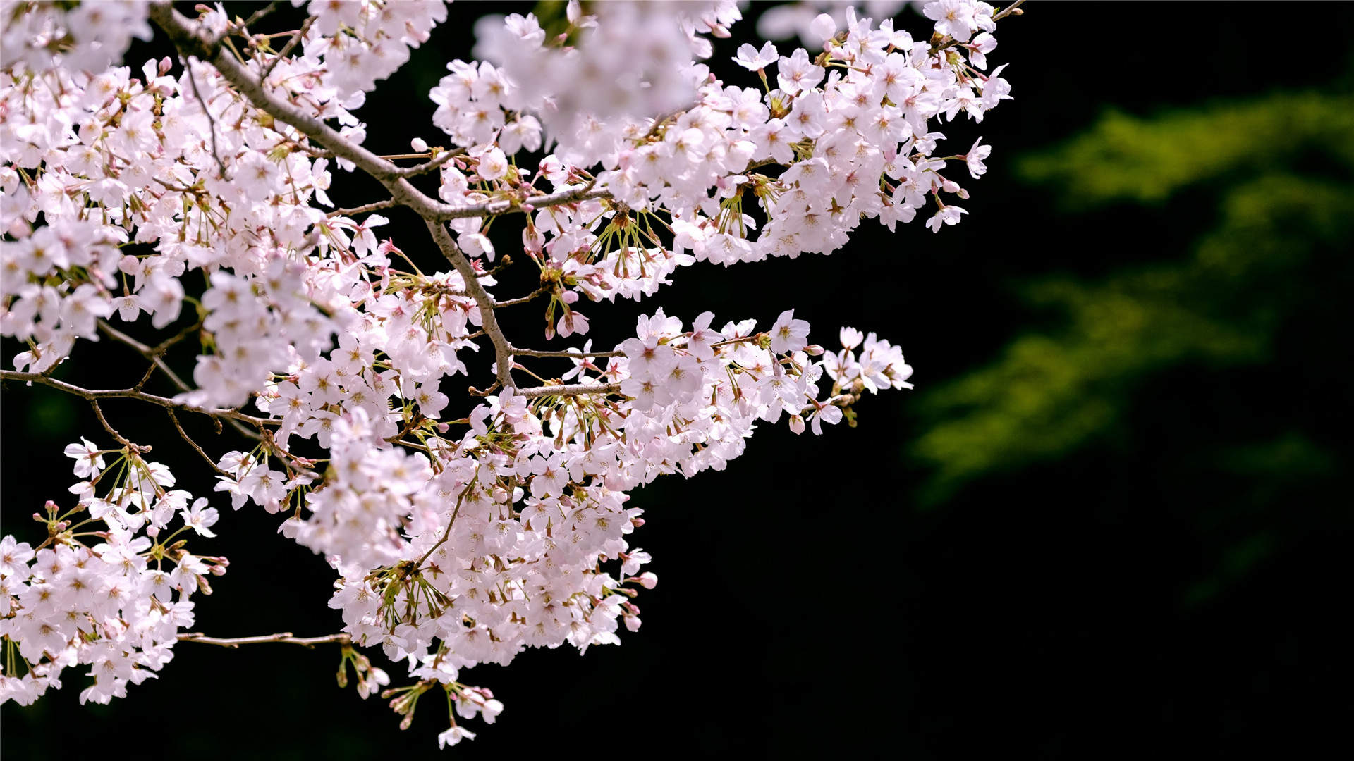 2019年4月春日唯美樱花高清日历壁纸图片