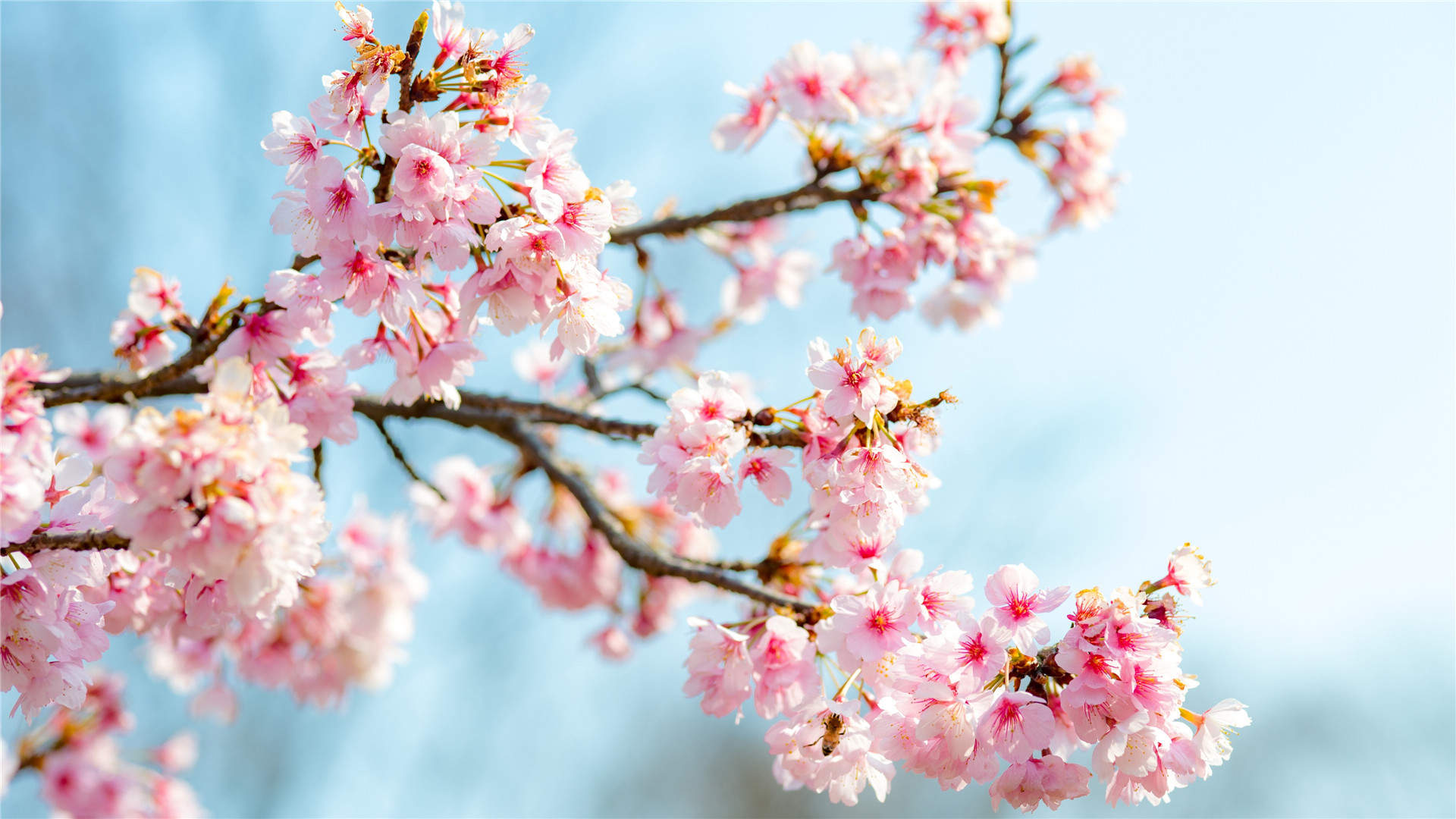 2019年4月春日唯美樱花高清日历壁纸图片