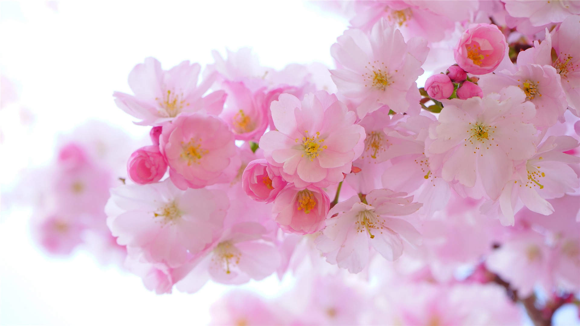 2019年4月春日唯美樱花高清日历壁纸图片