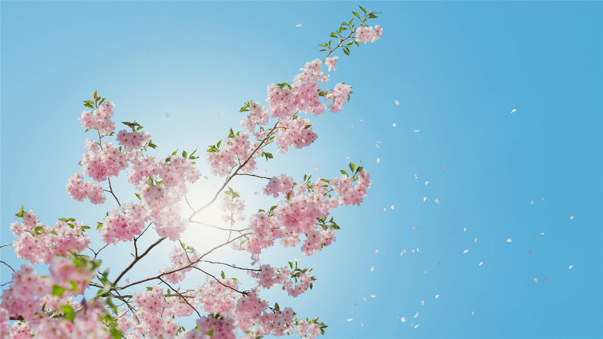 2019年4月春日唯美樱花高清日历壁纸图片