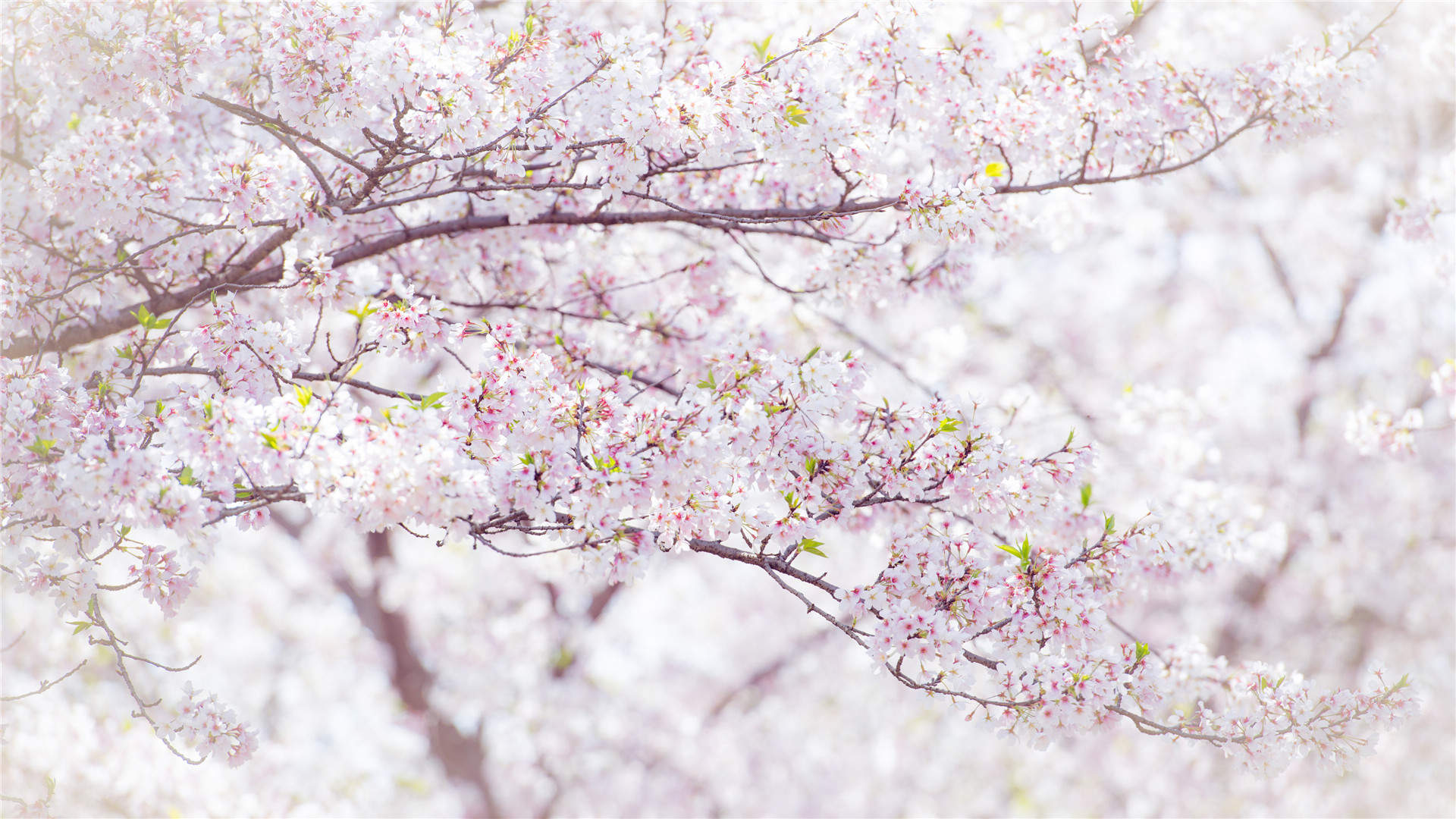 2018年4月粉嫩樱花高清图片日历壁纸图片