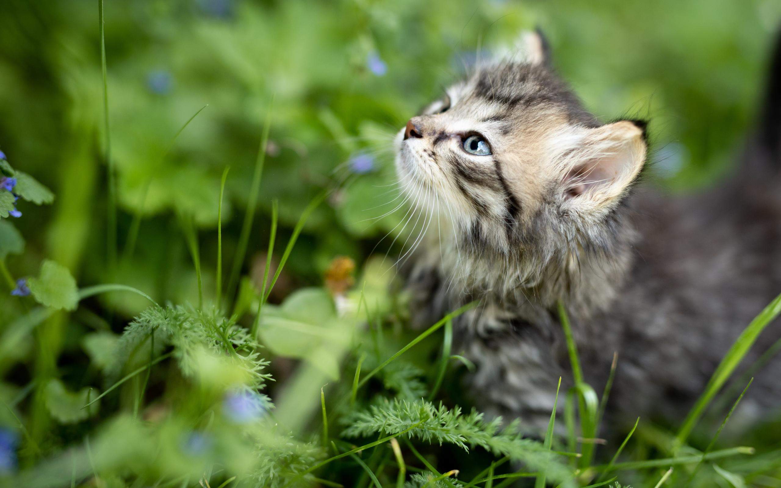 宠物搞笑图片：和植物一起生长的可爱猫咪图片图片