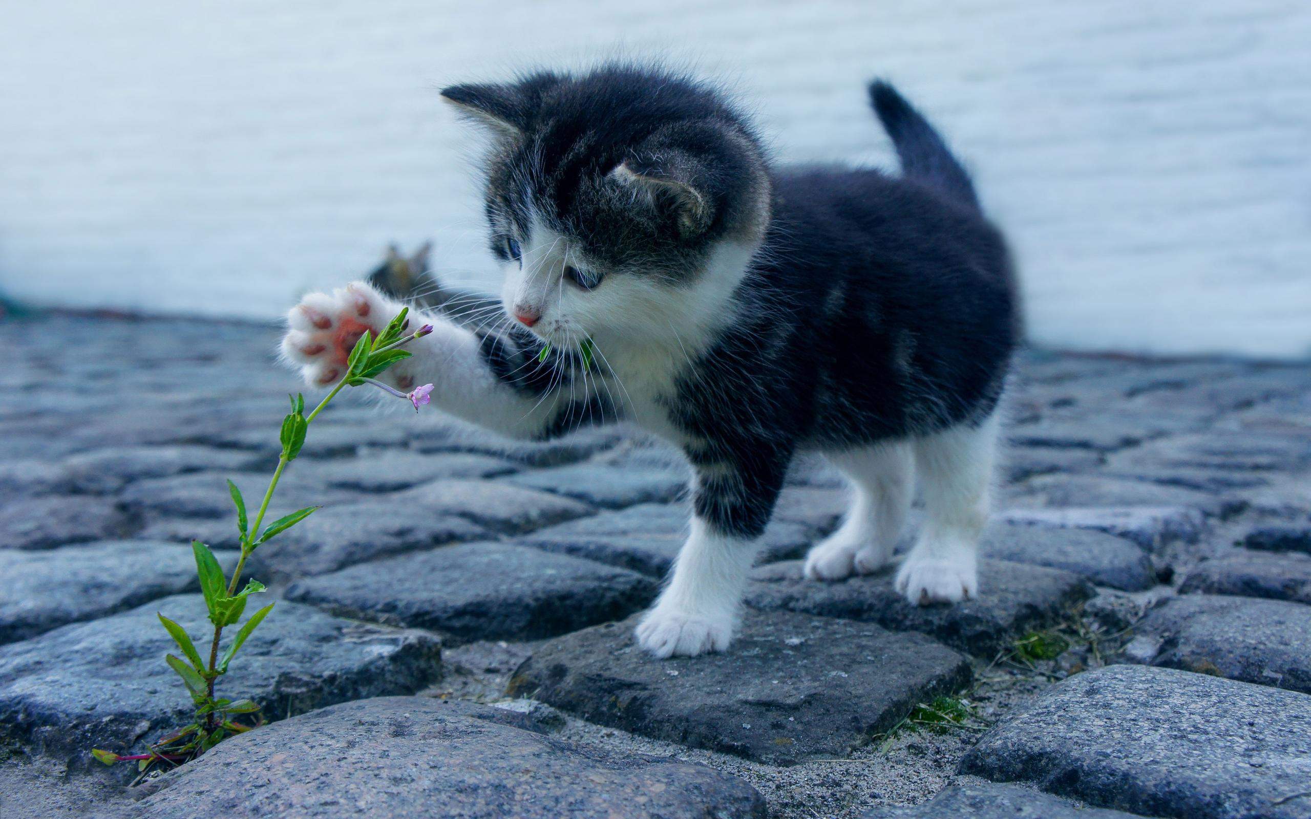 可爱猫咪图片图片