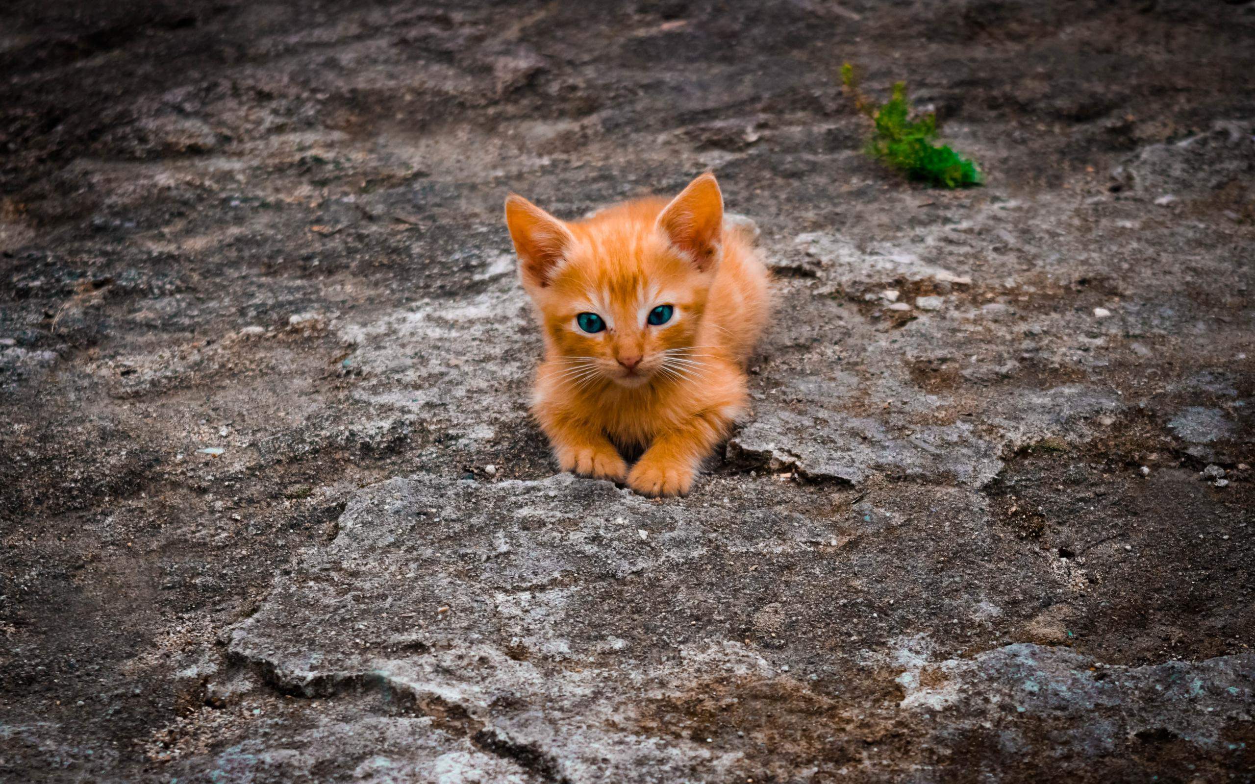 宠物搞笑图片：和植物一起生长的可爱猫咪图片图片