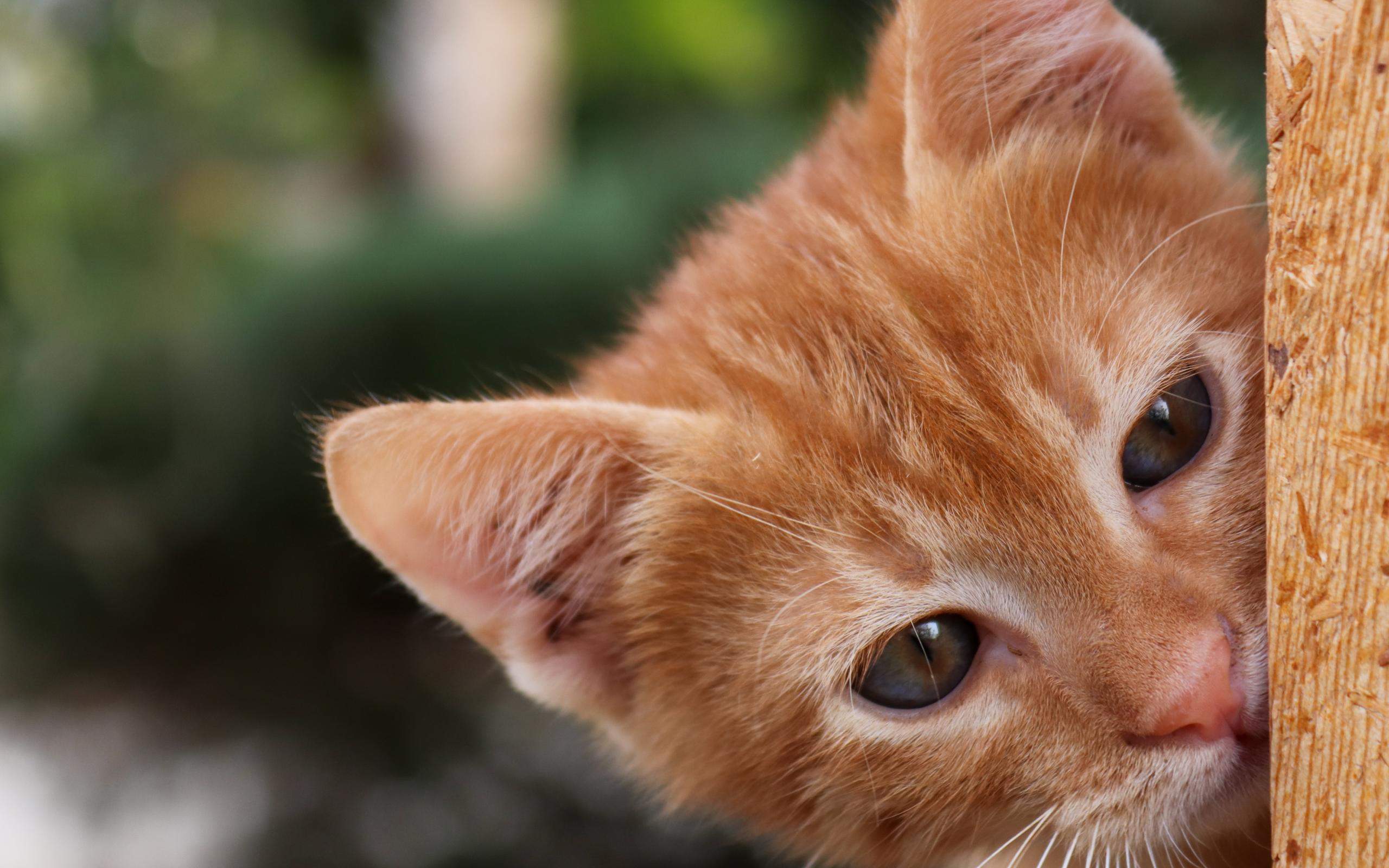 宠物搞笑图片：和植物一起生长的可爱猫咪图片图片