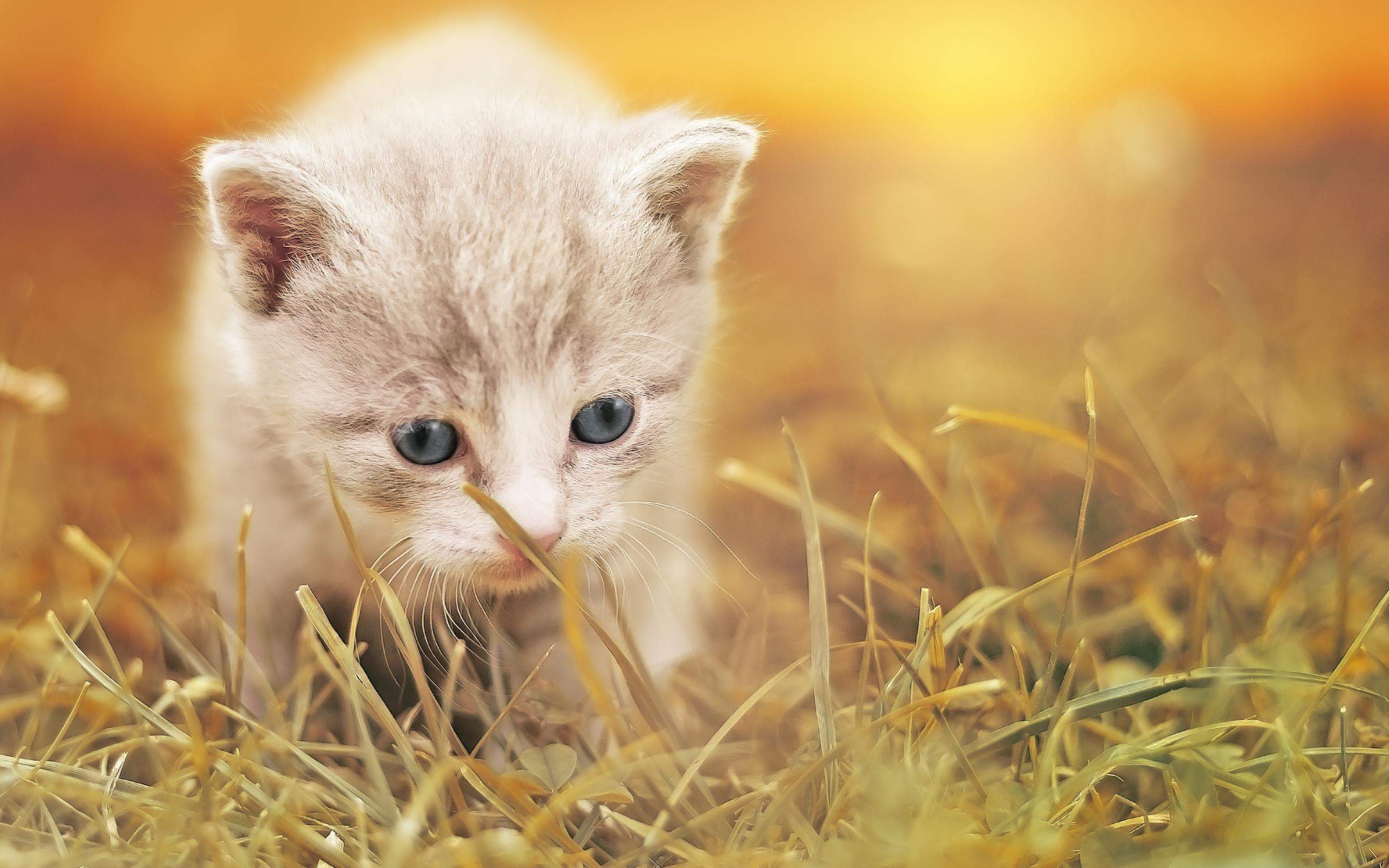 可爱猫咪图片图片