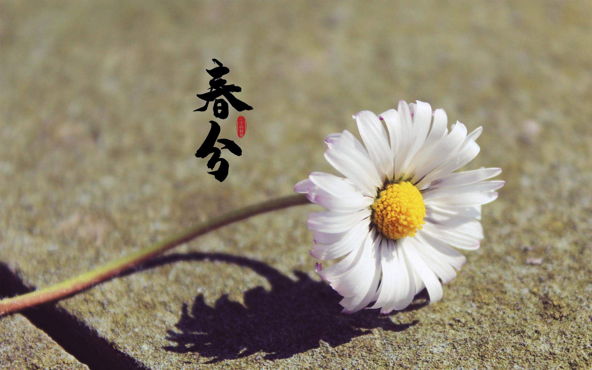 鸟类摄影高清电脑桌面壁纸图片