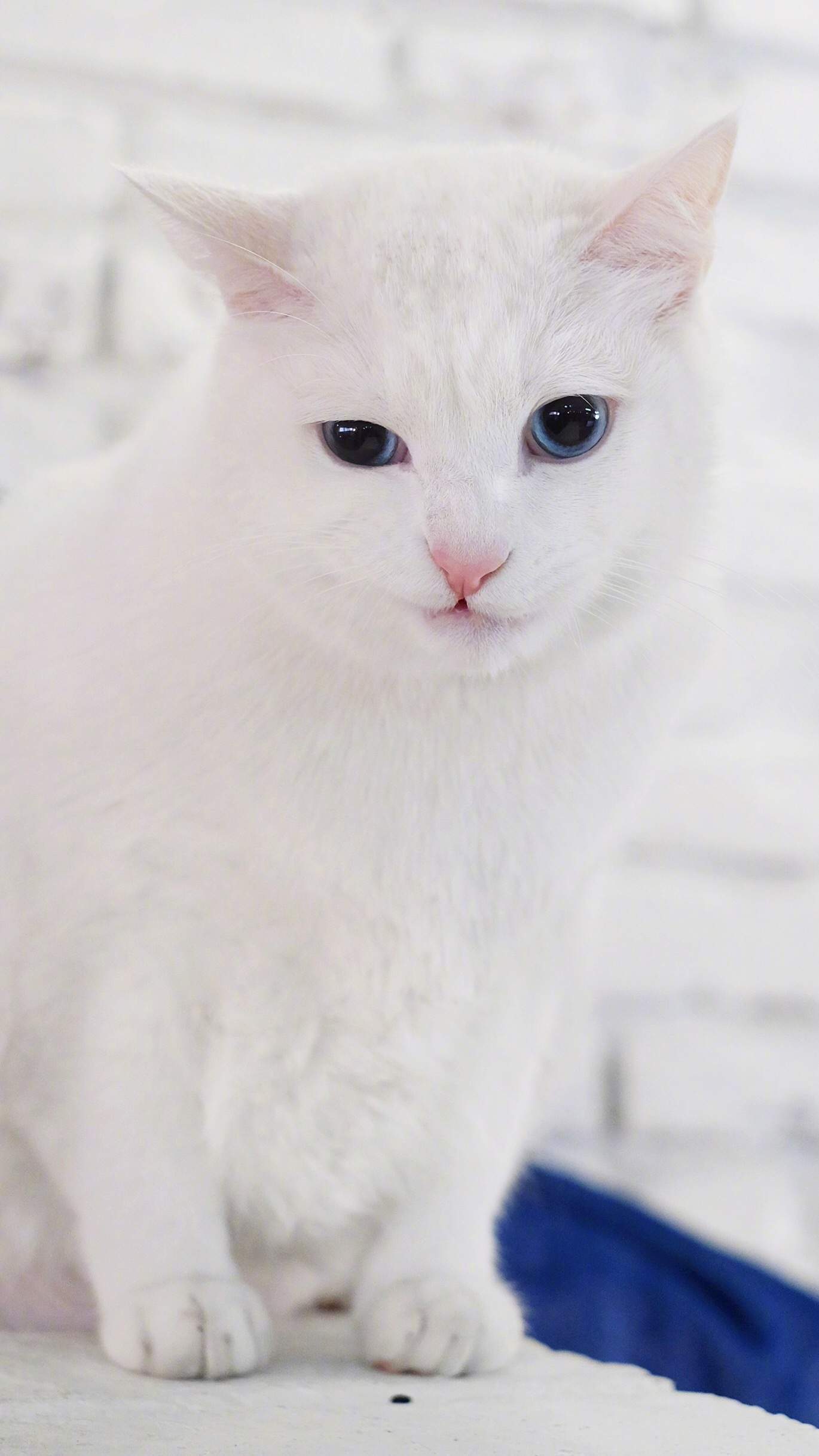 超可爱小猫图片高清手机壁纸图片