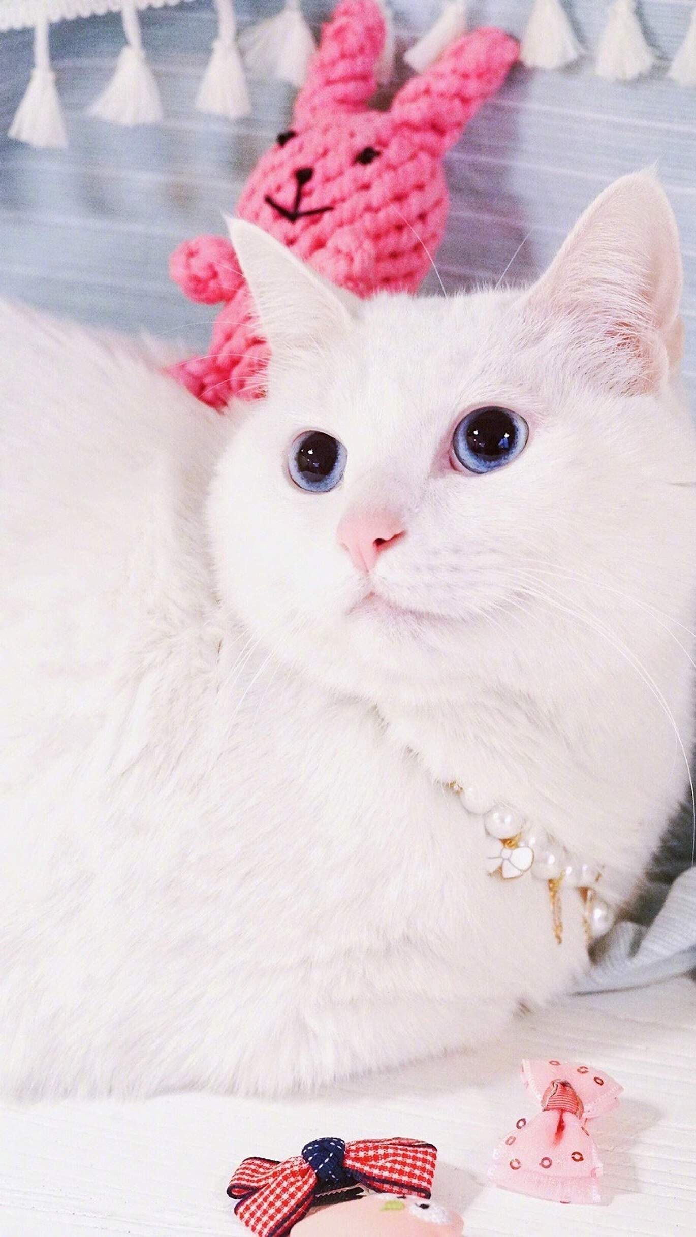 超可爱小猫图片高清手机壁纸图片