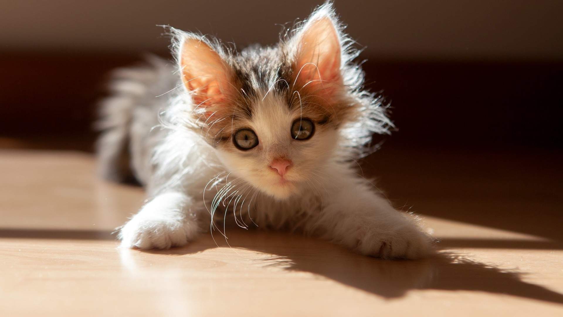 微博漫画家郭斯特的猫可爱动物写真图片图片