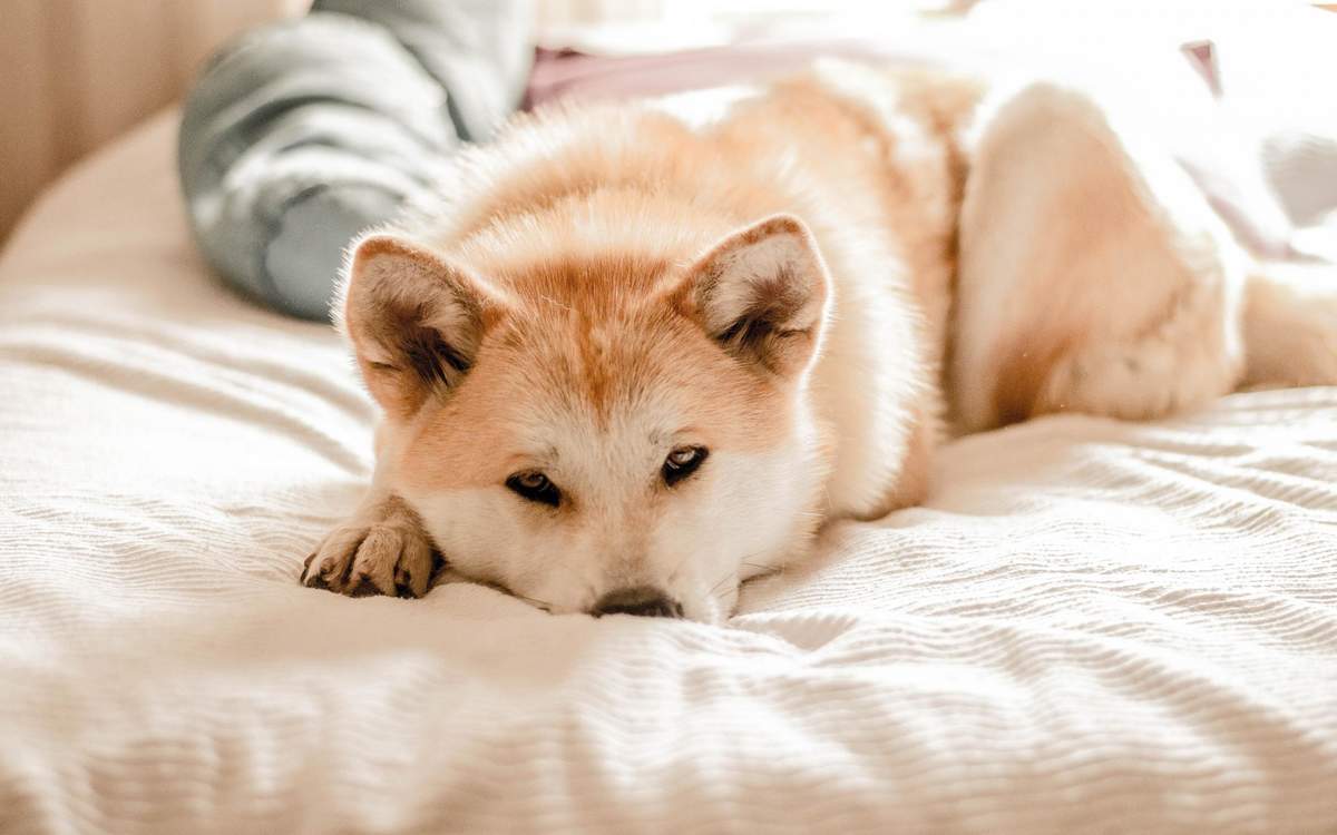呆萌可爱狗狗图片高清电脑壁纸图片
