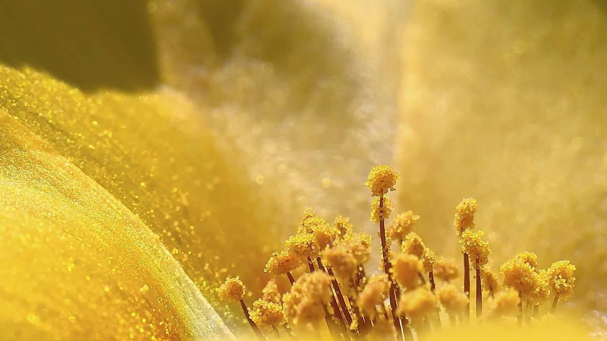 超清唯美植物花卉图片电脑壁纸图片