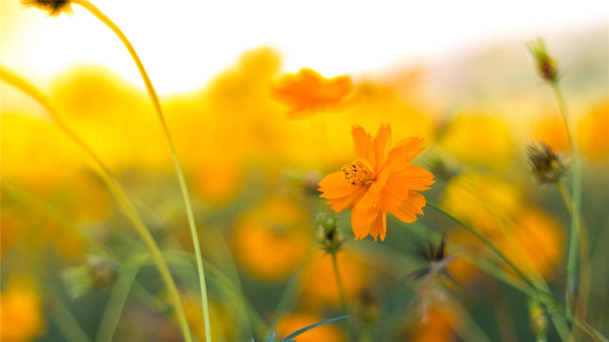 格桑花图片