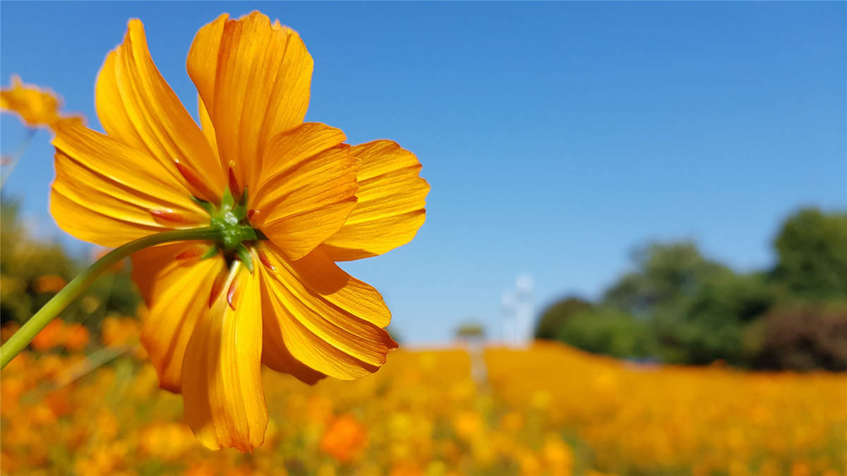 格桑花图片