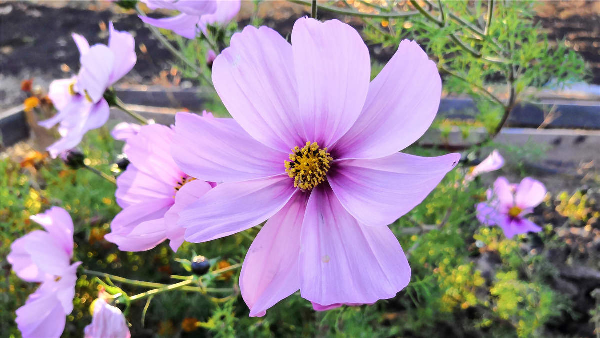 格桑花图片