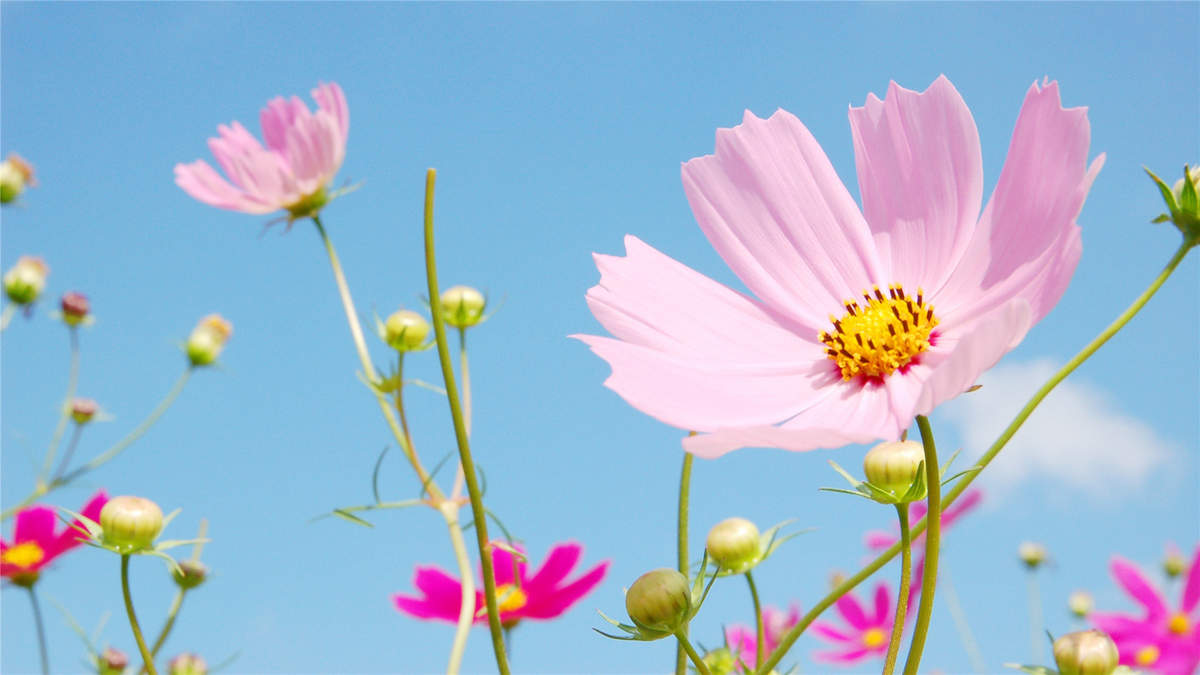 格桑花唯美高清桌面壁纸图片